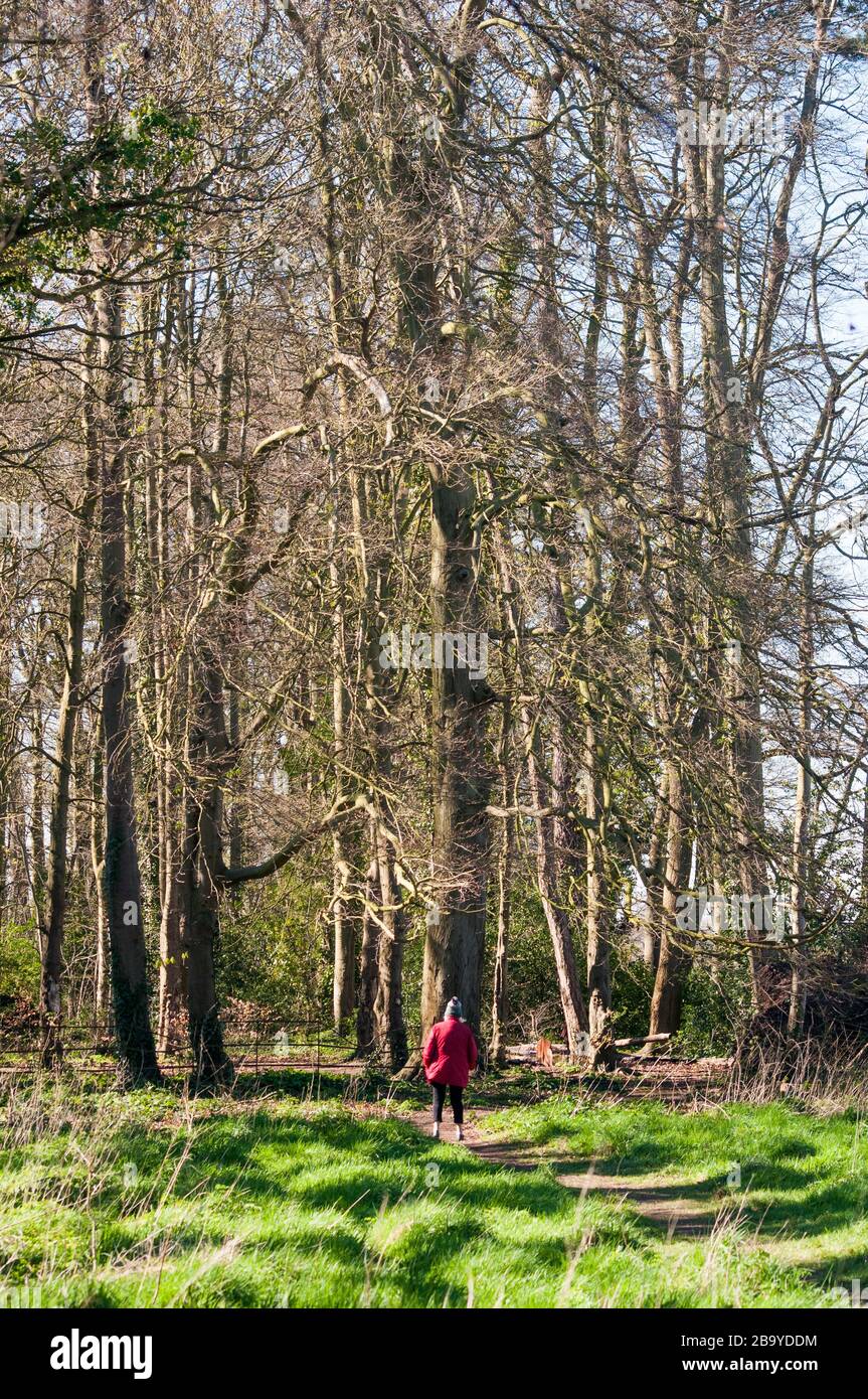 Pratiquant la distanciation sociale, une femme marche seule à travers les bois à Surrey, en Angleterre Banque D'Images