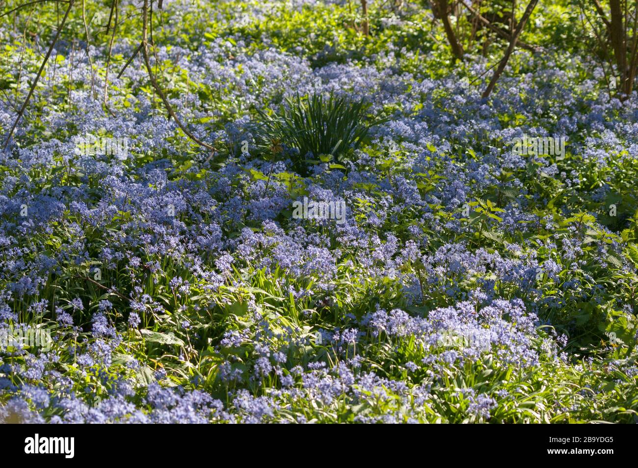 Bluebells florissant dans les bois urbains, Surrey, Angleterre Banque D'Images