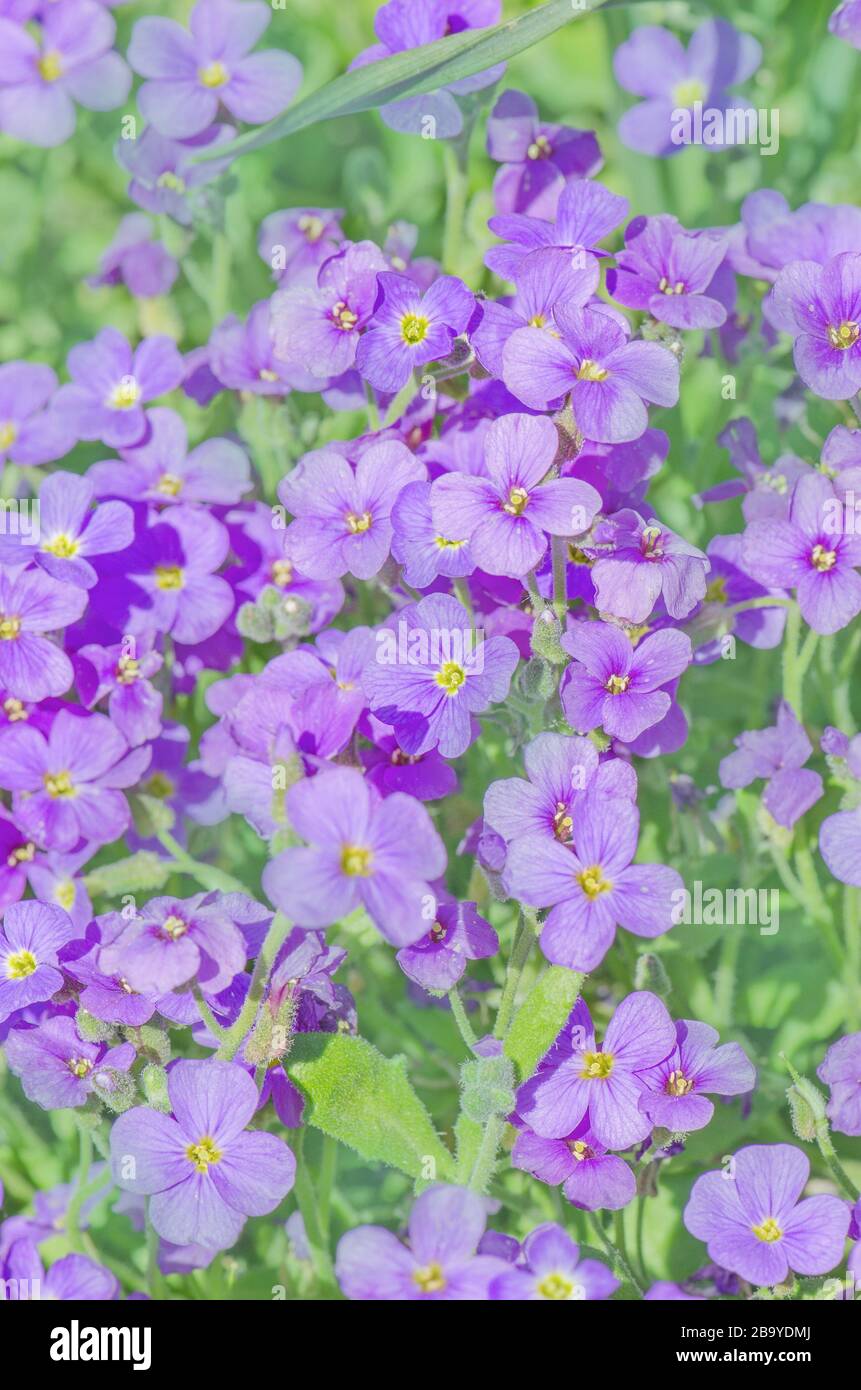 Aubretia fleurs ou Aubrieta deltoIdea. Aubrieta cultorum dans le jardin. Couverture de terre Aubrieta Banque D'Images