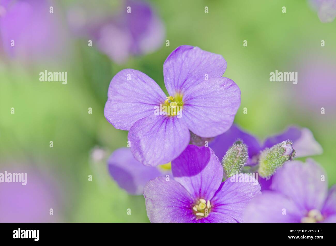 Aubretia fleurs ou Aubrieta deltoIdea. Aubrieta cultorum dans le jardin. Couverture de terre Aubrieta Banque D'Images