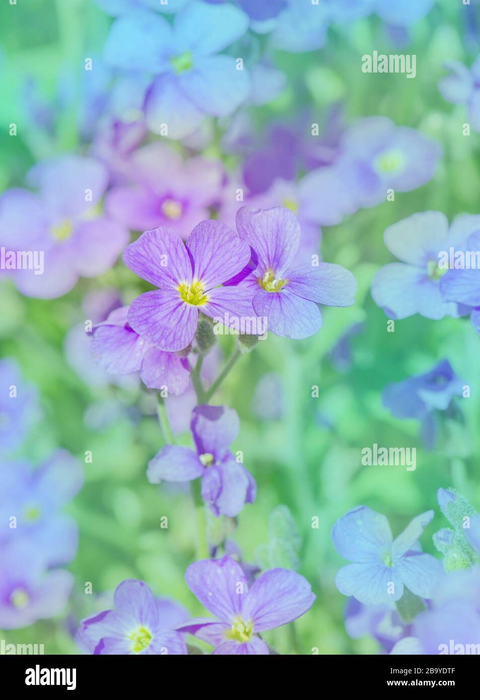 Aubretia fleurs ou Aubrieta deltoIdea. Aubrieta cultorum dans le jardin. Couverture de terre Aubrieta Banque D'Images