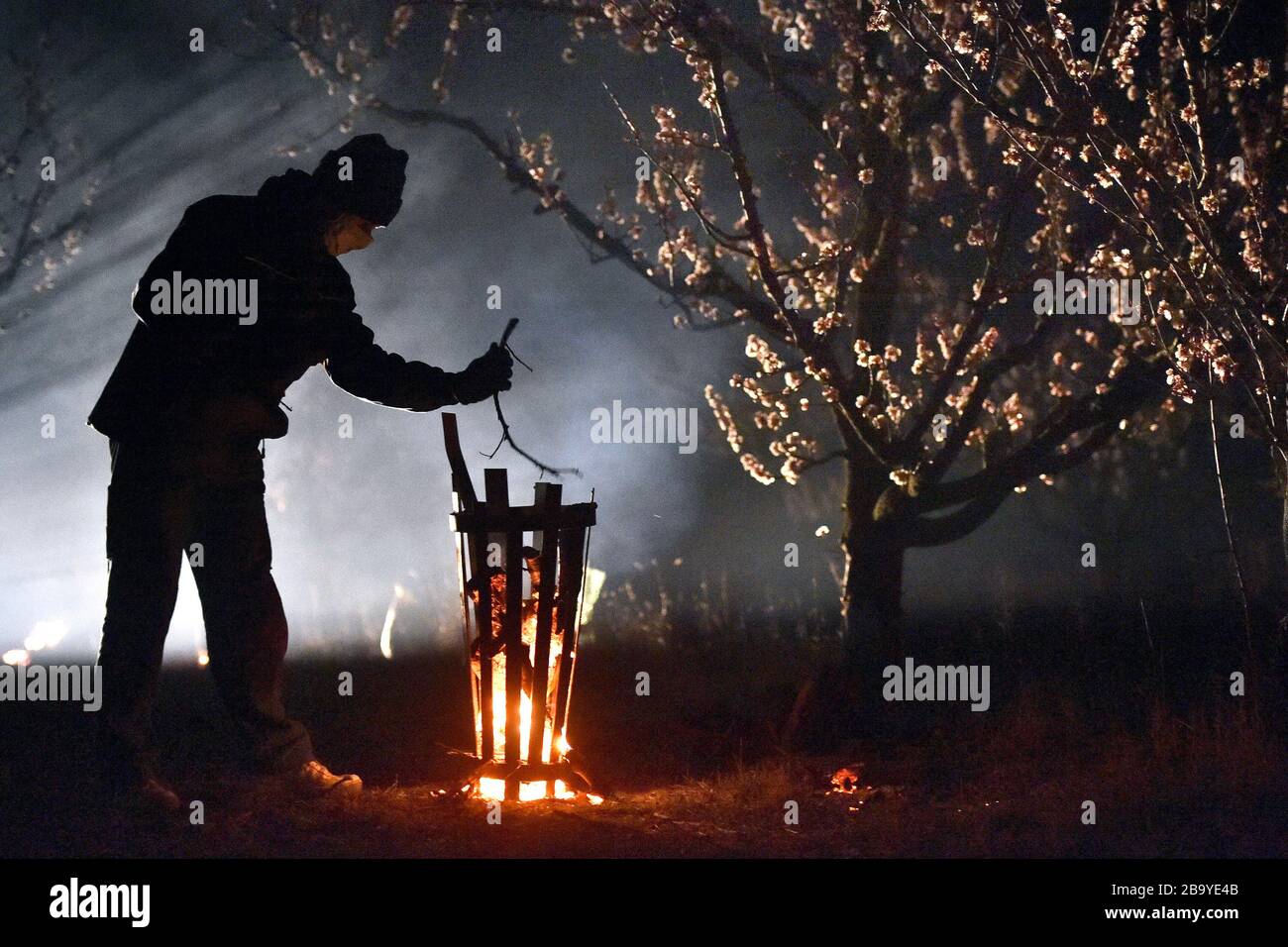 VELKE Pavlovice, République tchèque. 25 mars 2020. Le volontaire Josef Vasicek enflamme le feu pour protéger les arbres fruitiers contre le gel dans le verger de la société 'Merunky Velke Pavlovice', le 25 mars 2020, à Velke Pavlovice, Breclav, République tchèque. Crédit: Vaclav Salek/CTK photo/Alay Live News Banque D'Images