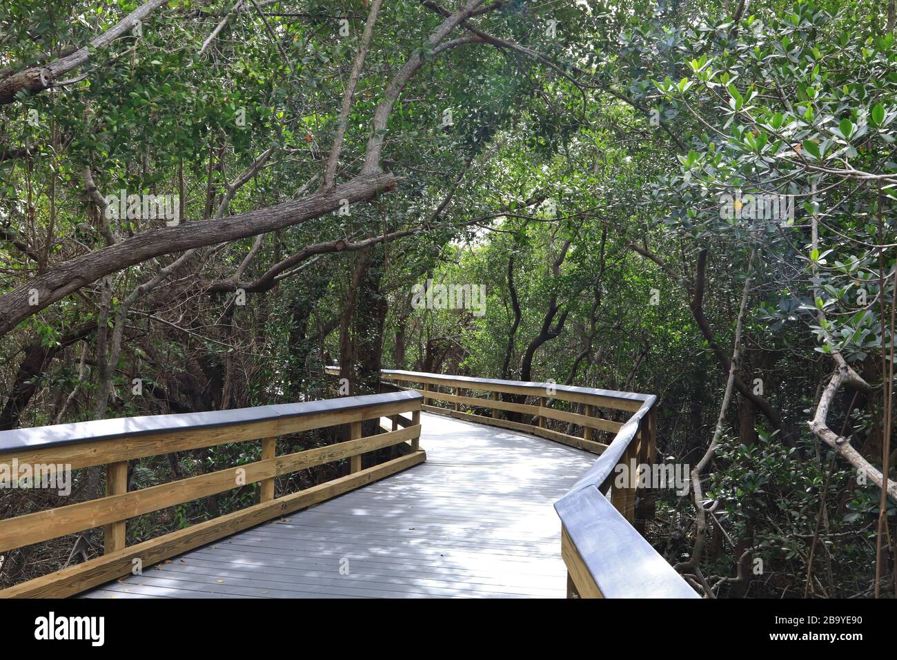 Chemin de promenade à bord dans la forêt pluviale de mangrove Banque D'Images