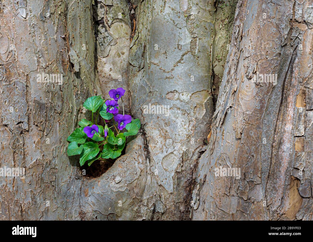 Violet bleu commun (Viola sororia) croissant dans le sol qui s'était accumulé dans un creux formé à la base d'un vieux crabapple arbre (Malus sp.). Banque D'Images