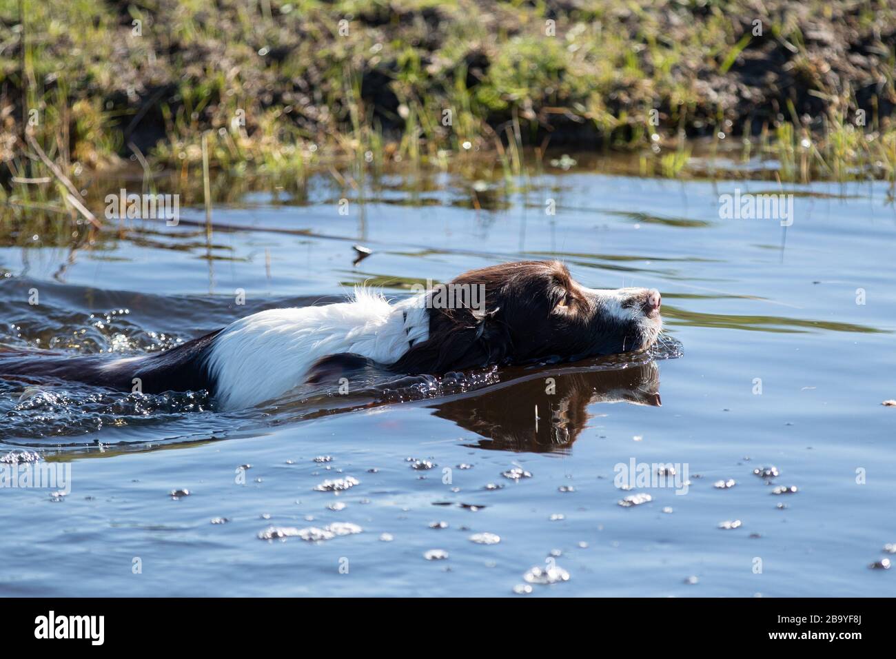 Espagnol Springer, foie et blanc Banque D'Images