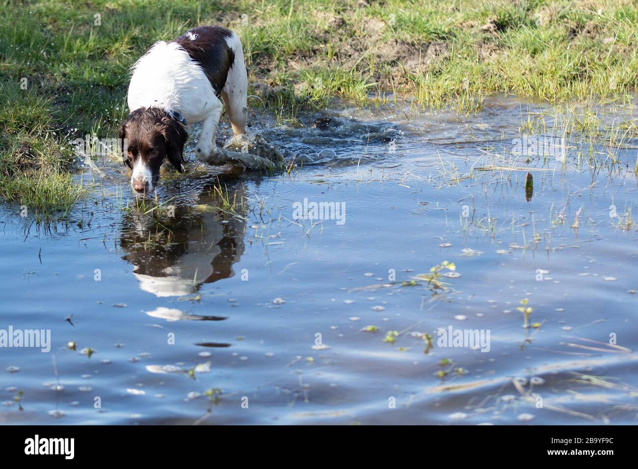 Espagnol Springer, foie et blanc Banque D'Images