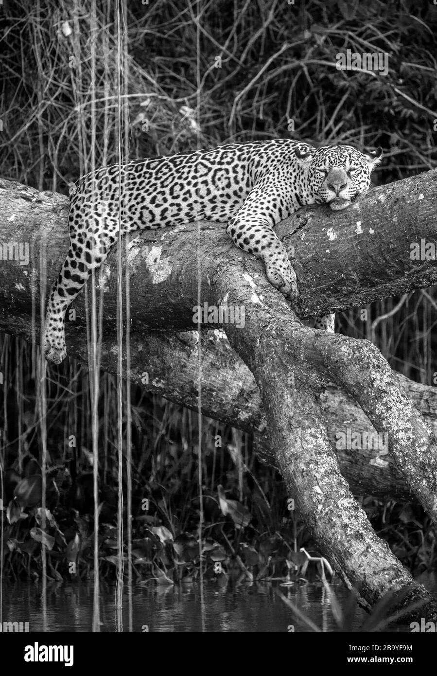 Jaguar se trouve sur un arbre pittoresque au-dessus de l'eau au milieu de la jungle. Amérique du Sud. Brésil. Parc national de Pantanal. Banque D'Images