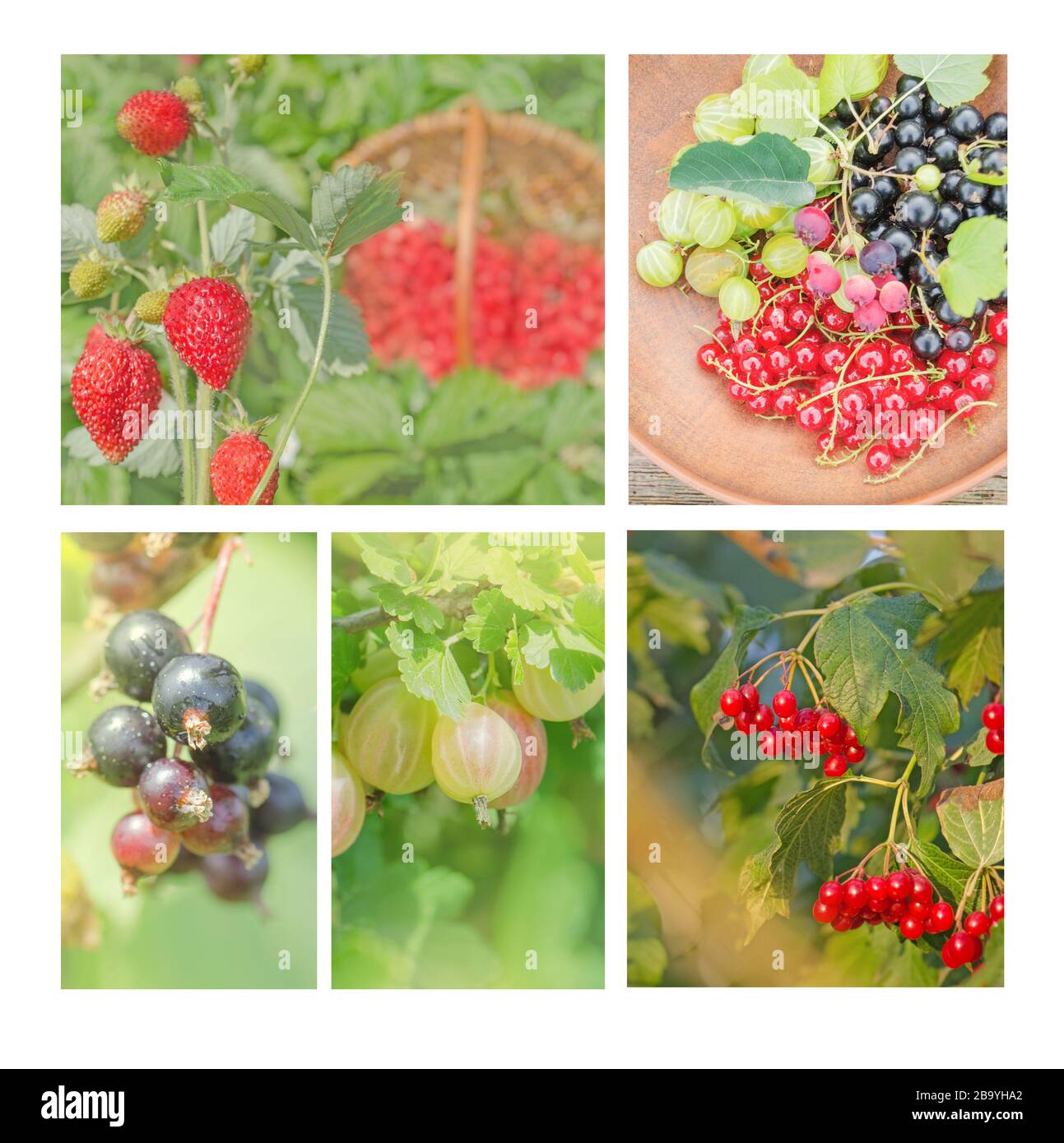 Collection avec différentes baies. Une alimentation saine. Collage d'images de fruits frais. Collage de baies biologiques fraîches dans le jardin Banque D'Images