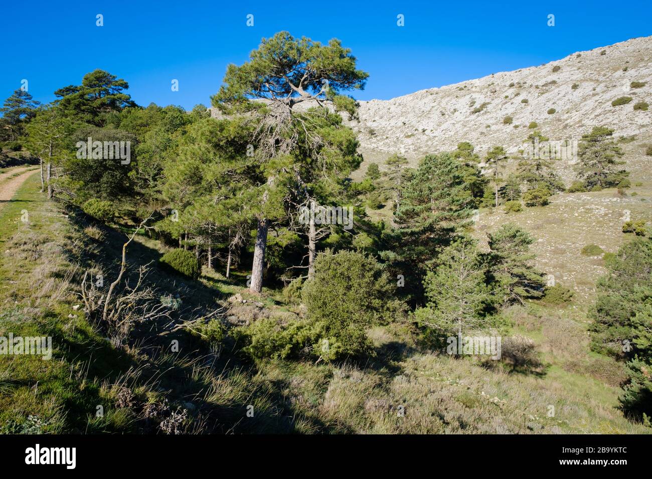 PIN autrichien (Pinus nigra salzmannii). Parc naturel des ports d'Els. Catalogne. Espagne. Banque D'Images