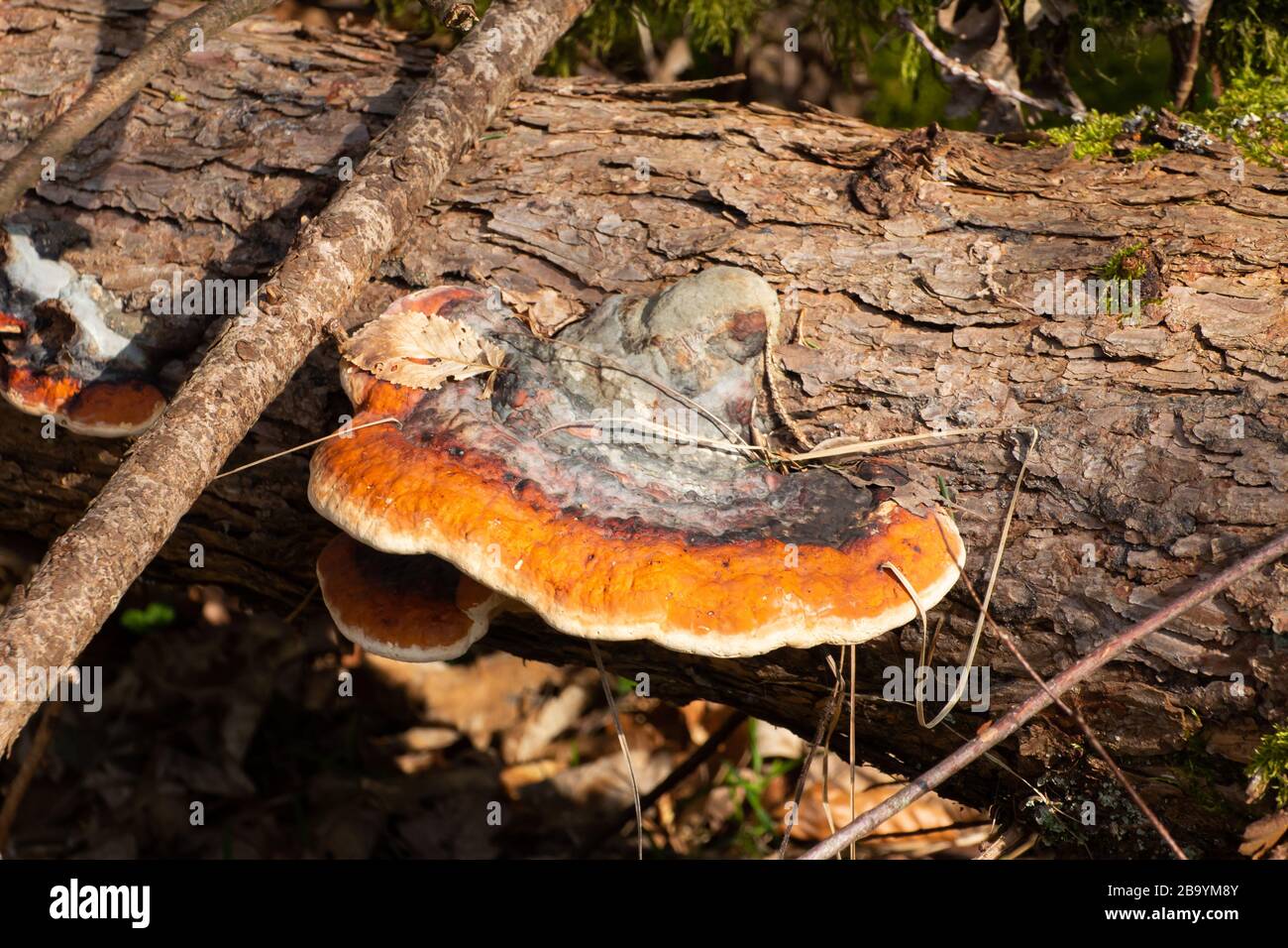 Ceinture rouge conk ou champignon rouge à pattes, poussant sur un arbre mort, Fomitopsis pinicola Banque D'Images