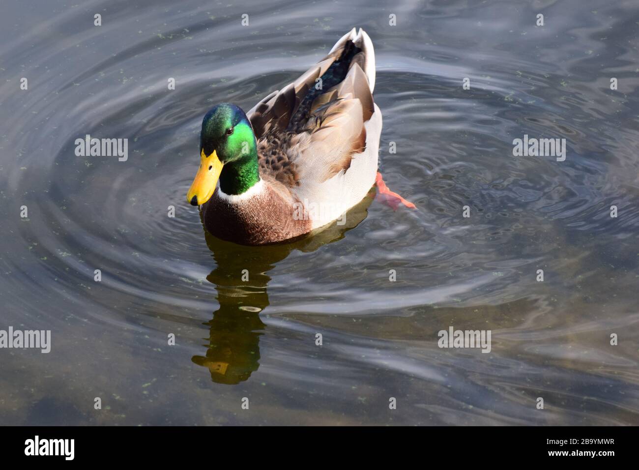 Canard colvert sur un lac Banque D'Images