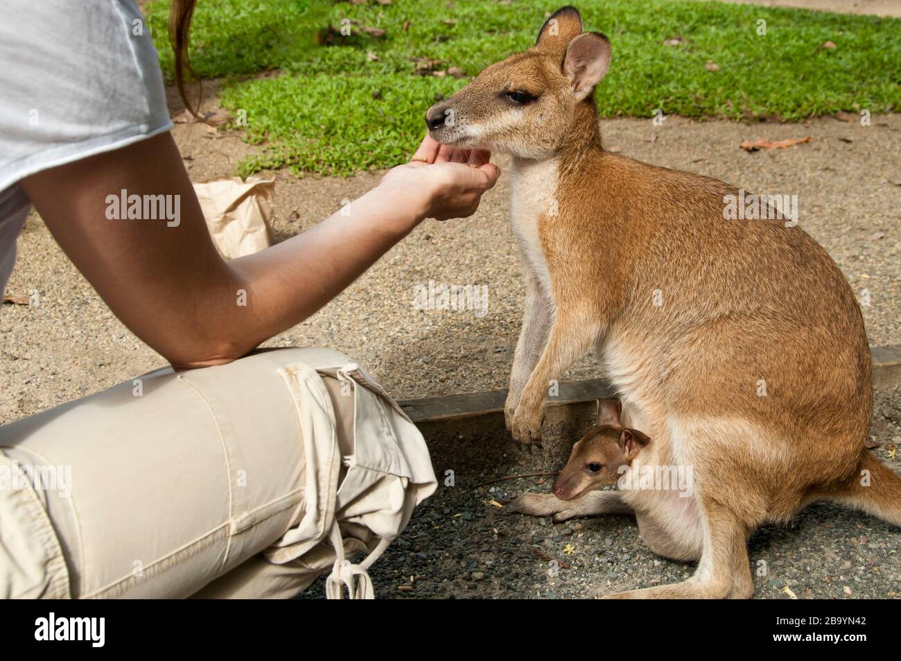 Une femme alimente un wallaby agile avec un joey, Rainforest Habitat Wildlife Sanctuary, Port Douglas, Queensland, Australie. Banque D'Images