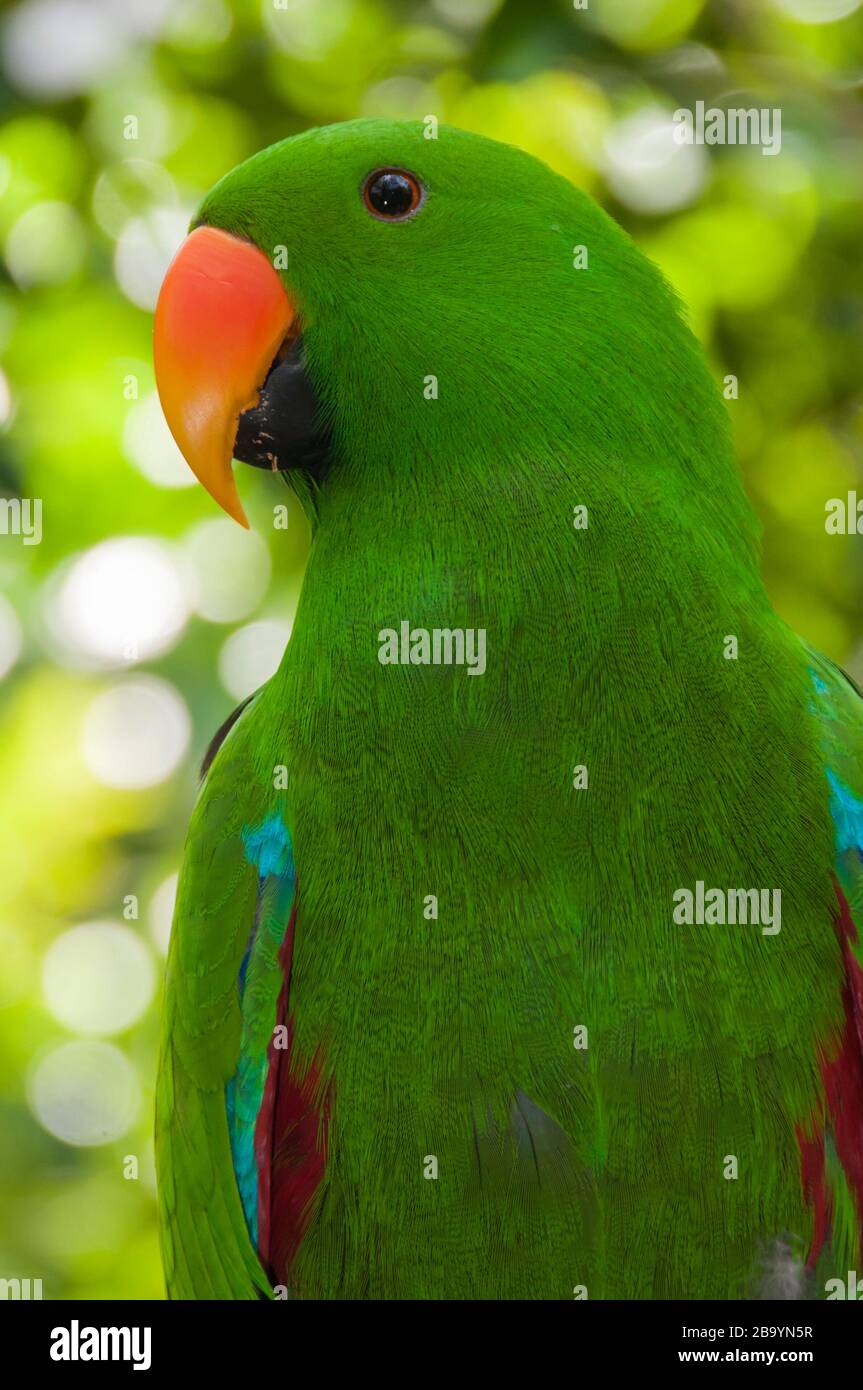 Perroquet éclectique masculin (Eclectus roratus), Rainforest Habitat Wildlife Sanctuary, Port Douglas, Queensland, Australie. Banque D'Images