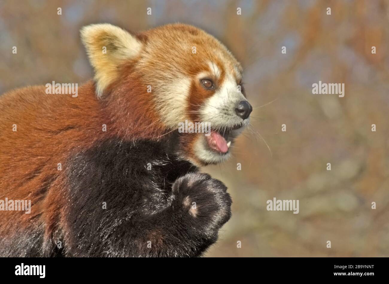 Petit panda Ailurus fulgens Asie Banque D'Images