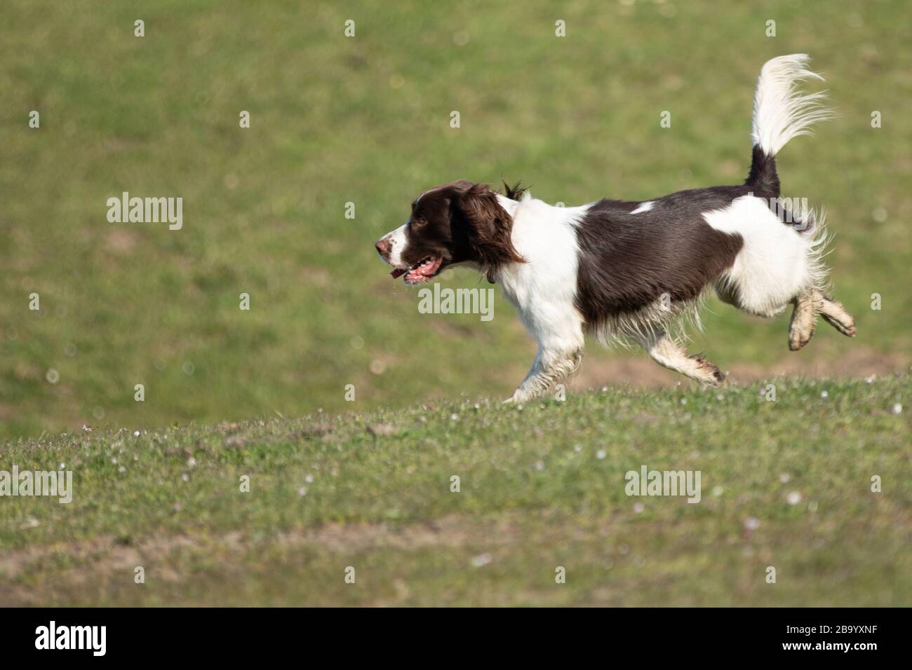 Espagnol Springer, foie et blanc Banque D'Images