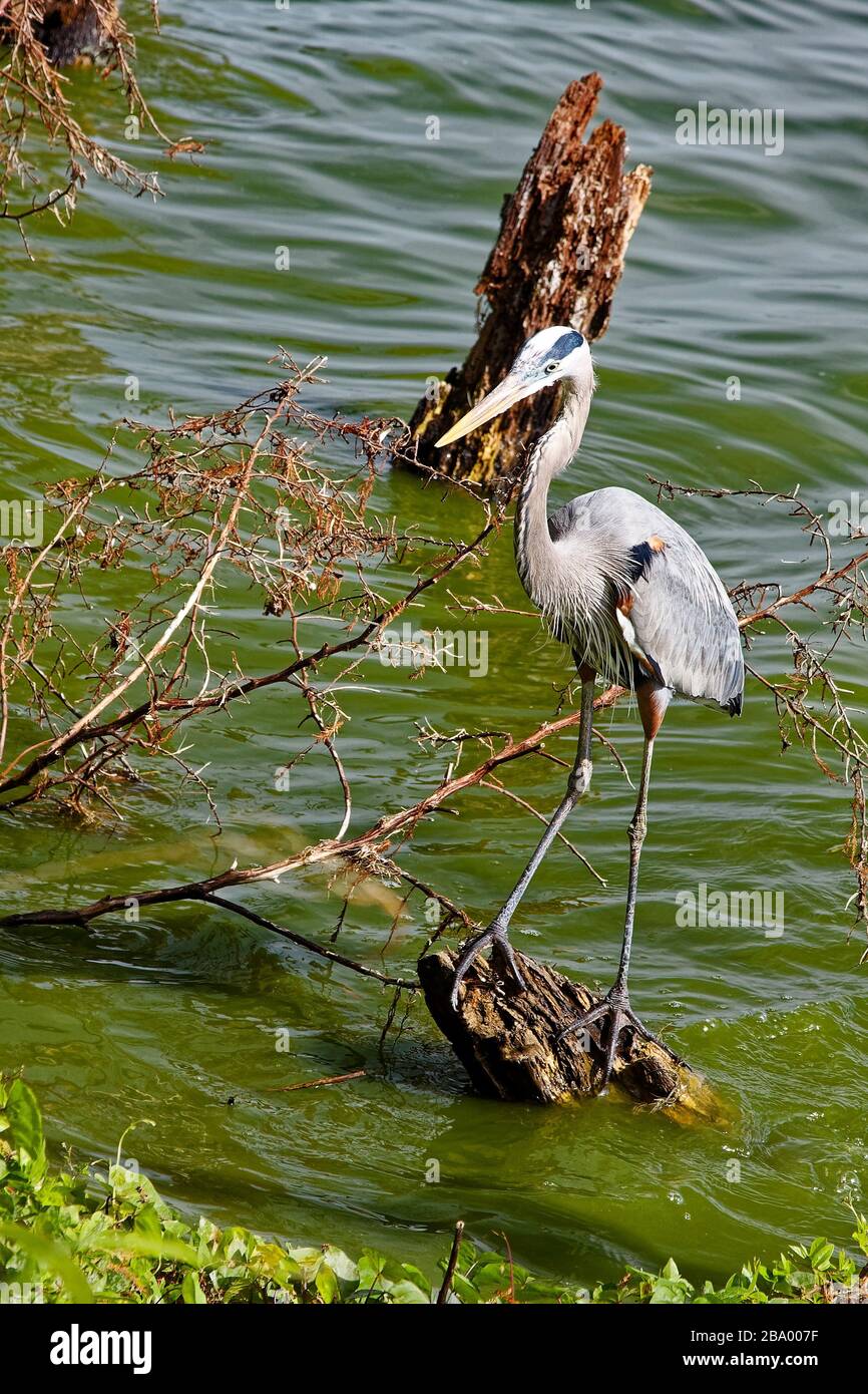 Grand héron bleu, équilibrage sur le tronçon d'arbre, l'eau, grand oiseau, animal, la faune, la nature; Ardea herodias, Circle B Bar Reserve; Floride; Lakeland; FL, wi Banque D'Images