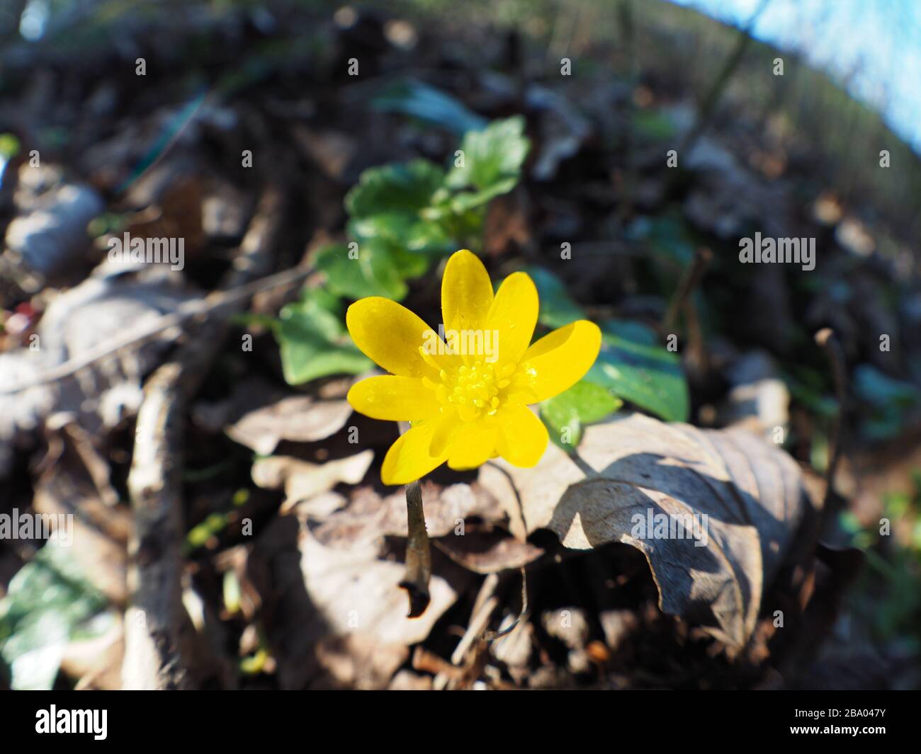 fleur d'anémone jaune sur le sol de la forêt Banque D'Images