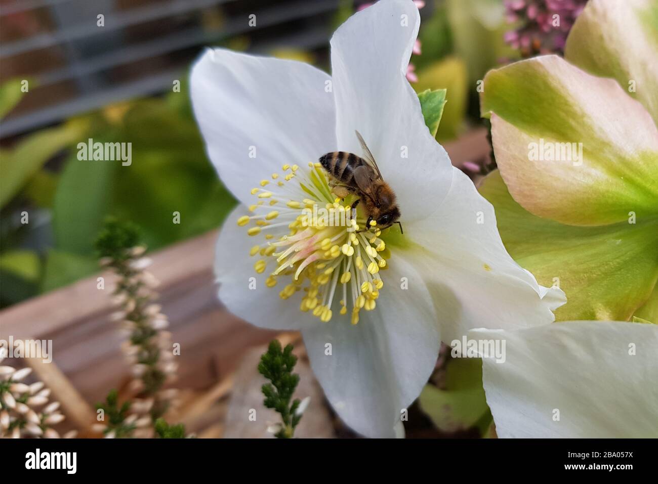 Une abeille sur une fleur Banque D'Images
