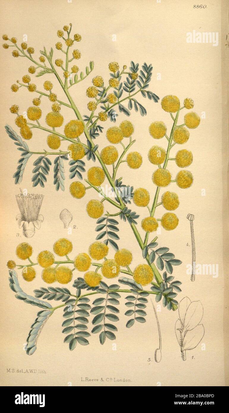 'Français : Onglet. 8860 Vol. 146 Magazine Botanique De Curtis. Acacia spectabilis illustré par Matilda Smith.; 1920; https://www.flickr.com/photos/biodivlibrary/36057998055/; Matilda Smith (1854–1926) autres noms M.Sm.; M.S.; M. Smith; M. S. Description illustrateur et artiste britannique Date de naissance/décès 30 juillet 1854 1926 lieu de naissance/décès Mumbai Cortland période de travail 1878-1923 contrôle de l'autorité : Q3299110 VIAF: 272868 ISNI: 0000 0000 8226 697X LCCN: N87108479 Botaniste: M.Sm. SUDOC: 158998170 WorldCat créateur QS:P170,Q3299110 artiste A.WD. lithographe; ' Banque D'Images