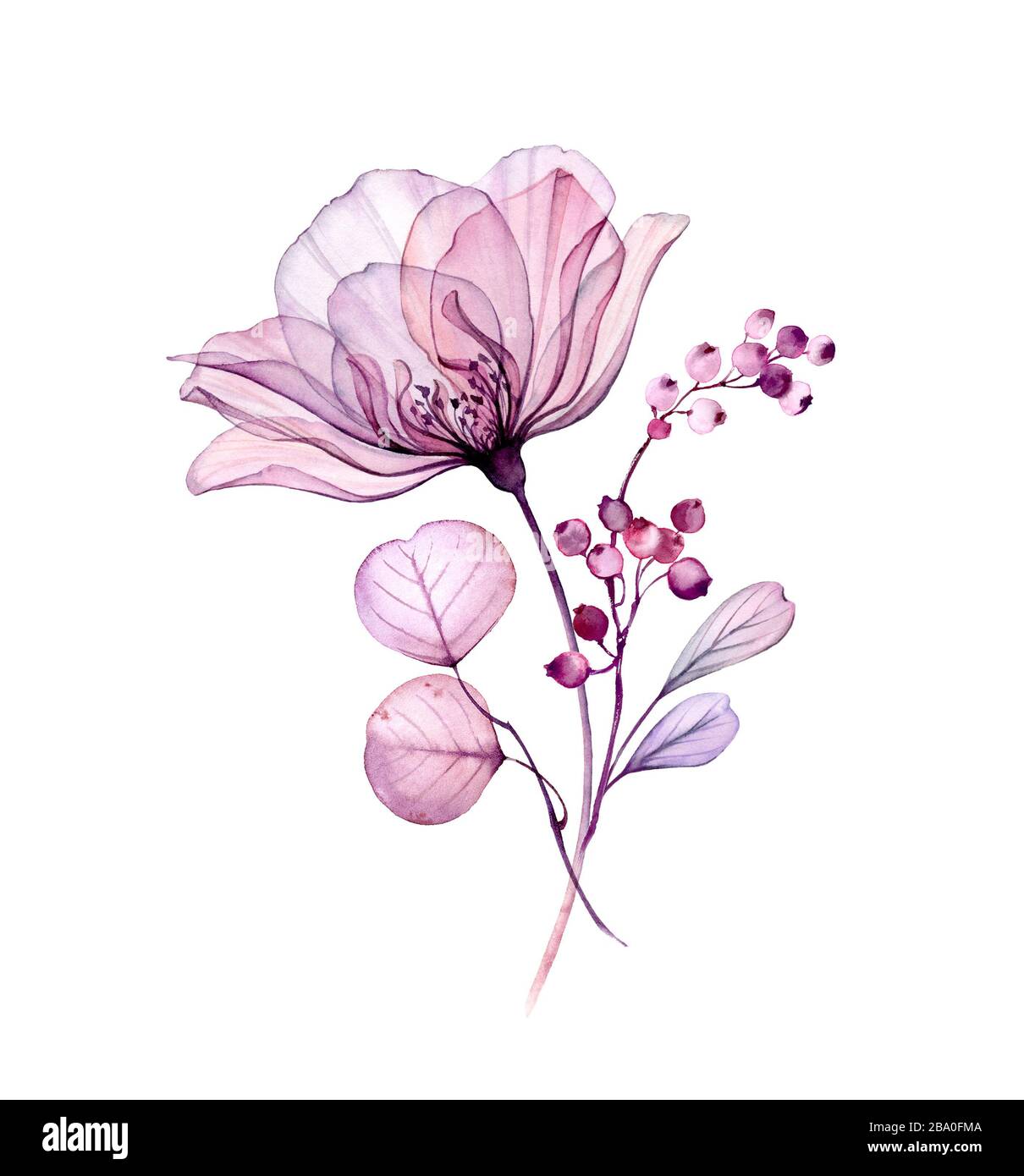 Bouquet de roses aquarelle. Grande fleur violette réaliste, petites baies,  feuilles, branches. Arrangement isolé vintage en gris pastel, violet, violet  pour Photo Stock - Alamy