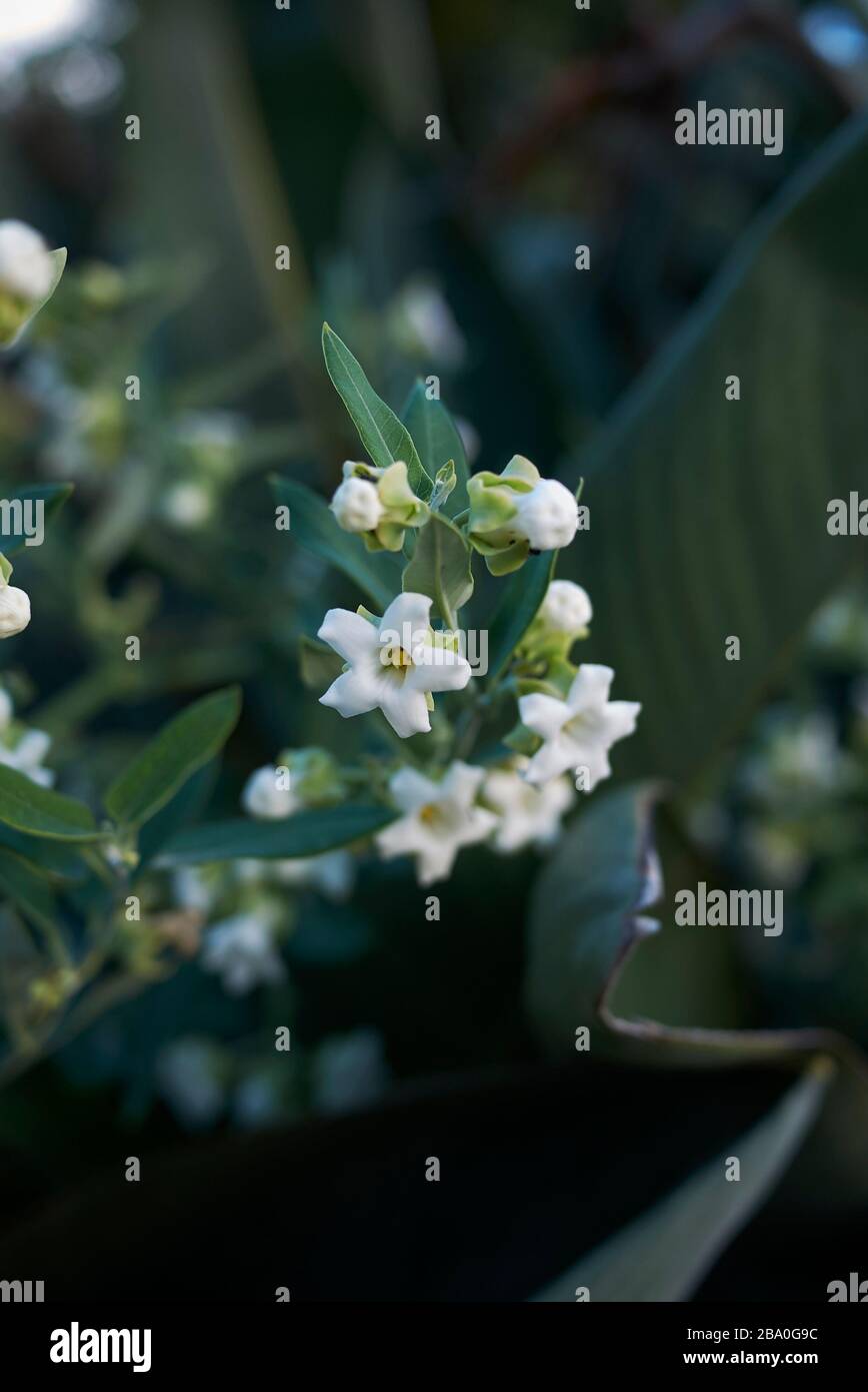 Fleurs blanches d'Araujia sericera Banque D'Images