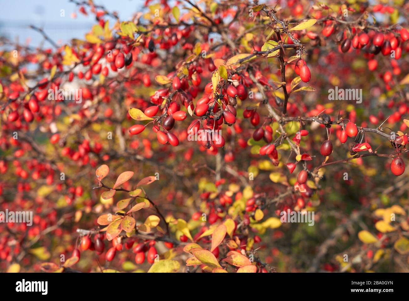 Les baies rouges de Berberis thunbergii se ferment Banque D'Images