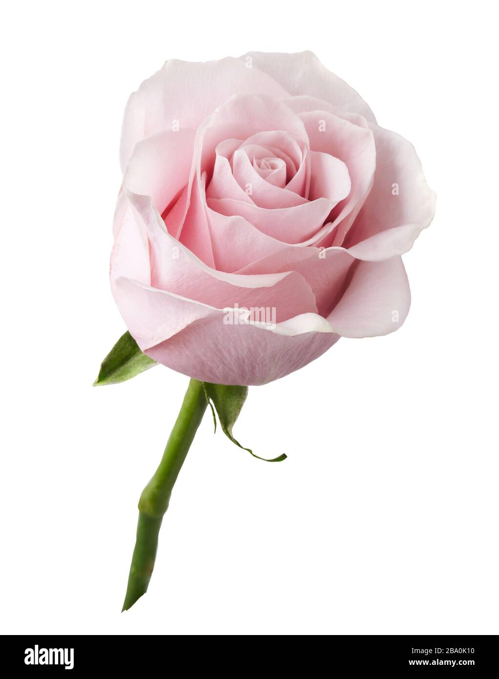 Belle fleur de rose isolée sur fond blanc. Bouton de rose sur une tige verte. Banque D'Images