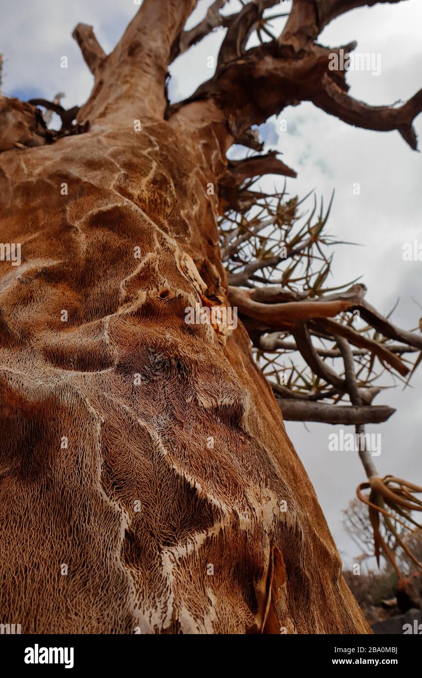 Détail de l'intérieur spongieux d'un arbre de quiver mort dans la forêt de quiver Tree près de la ville de Nieuwoudtville, province du Nord du Cap, Afrique du Sud Banque D'Images