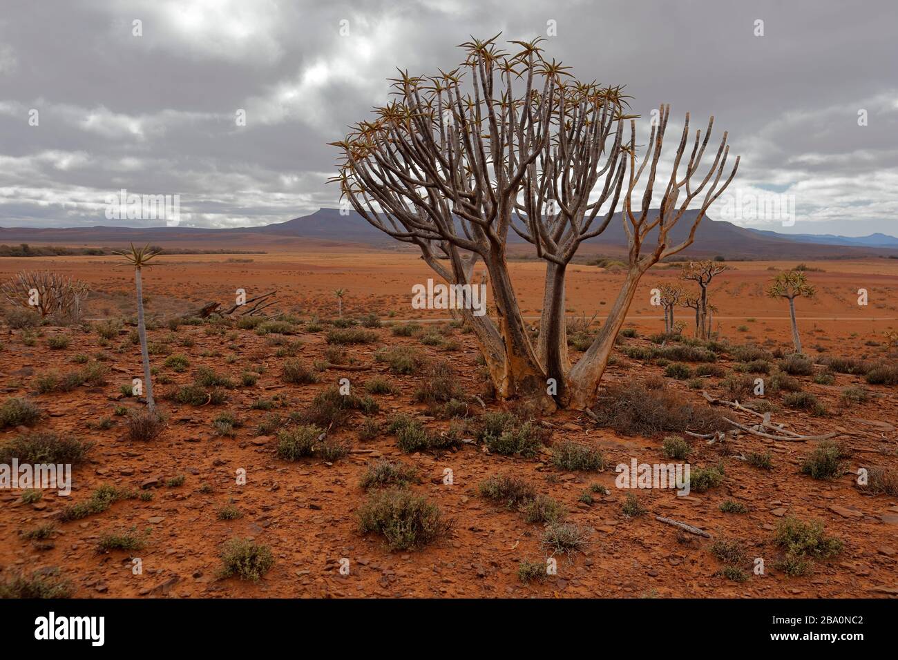 Forêt d'arbres de quiver à l'extérieur de Nieuwoudtville, province du Cap Nord, Afrique du Sud Banque D'Images