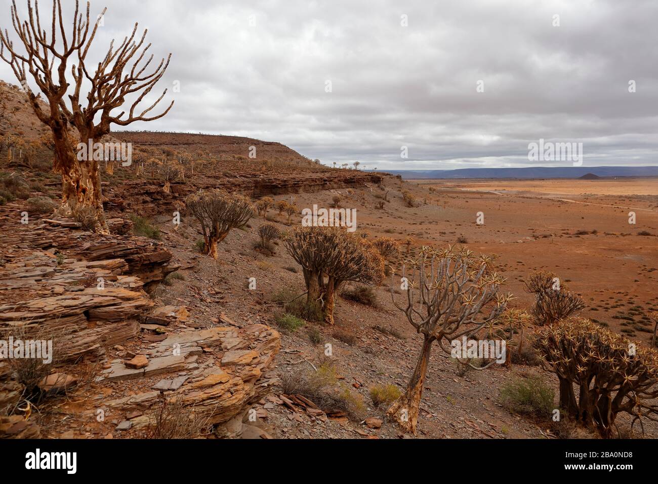 Forêt d'arbres de quiver à l'extérieur de Nieuwoudtville, province du Cap Nord, Afrique du Sud Banque D'Images