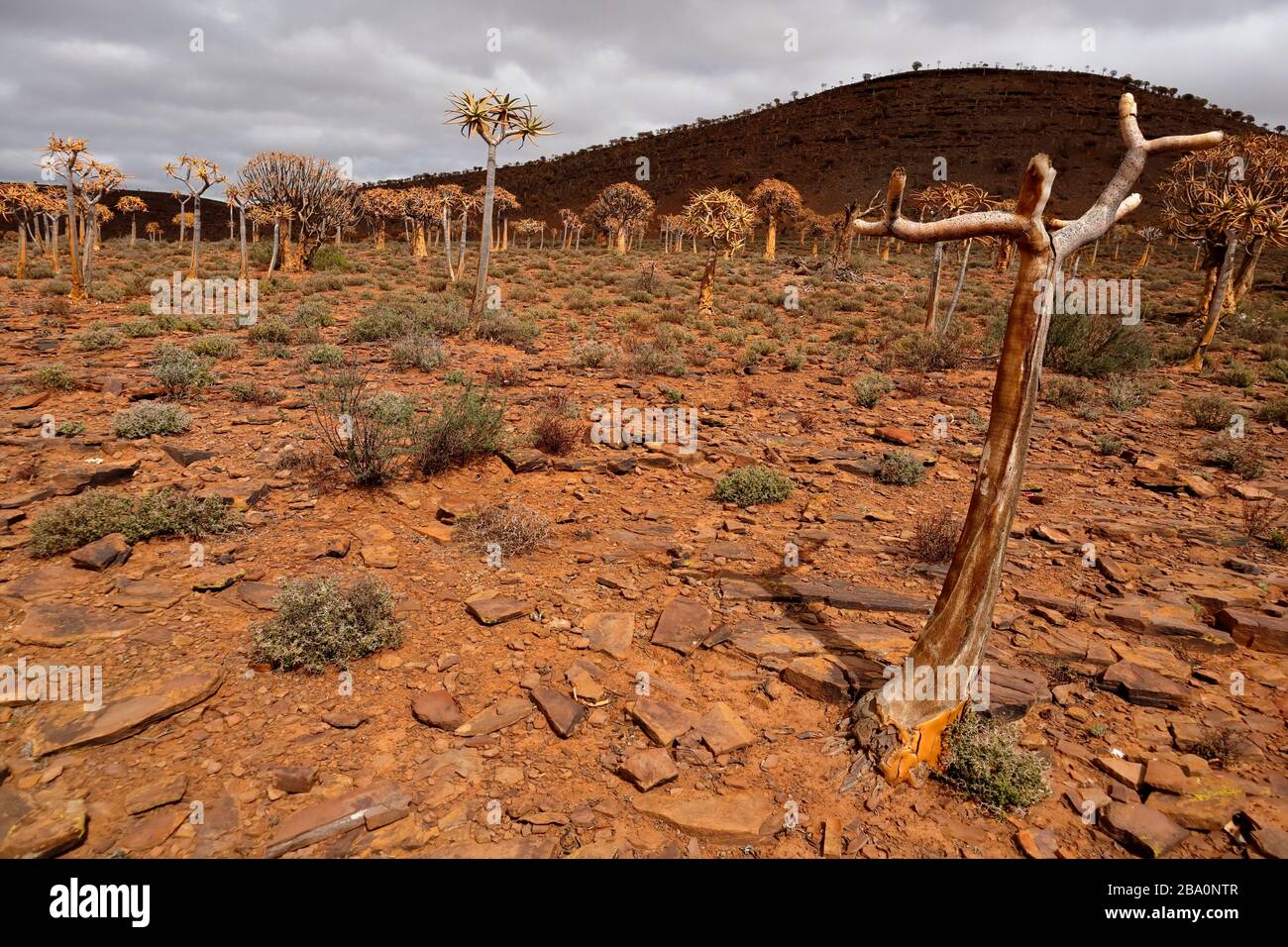 Forêt d'arbres de quiver à l'extérieur de Nieuwoudtville, province du Cap Nord, Afrique du Sud Banque D'Images