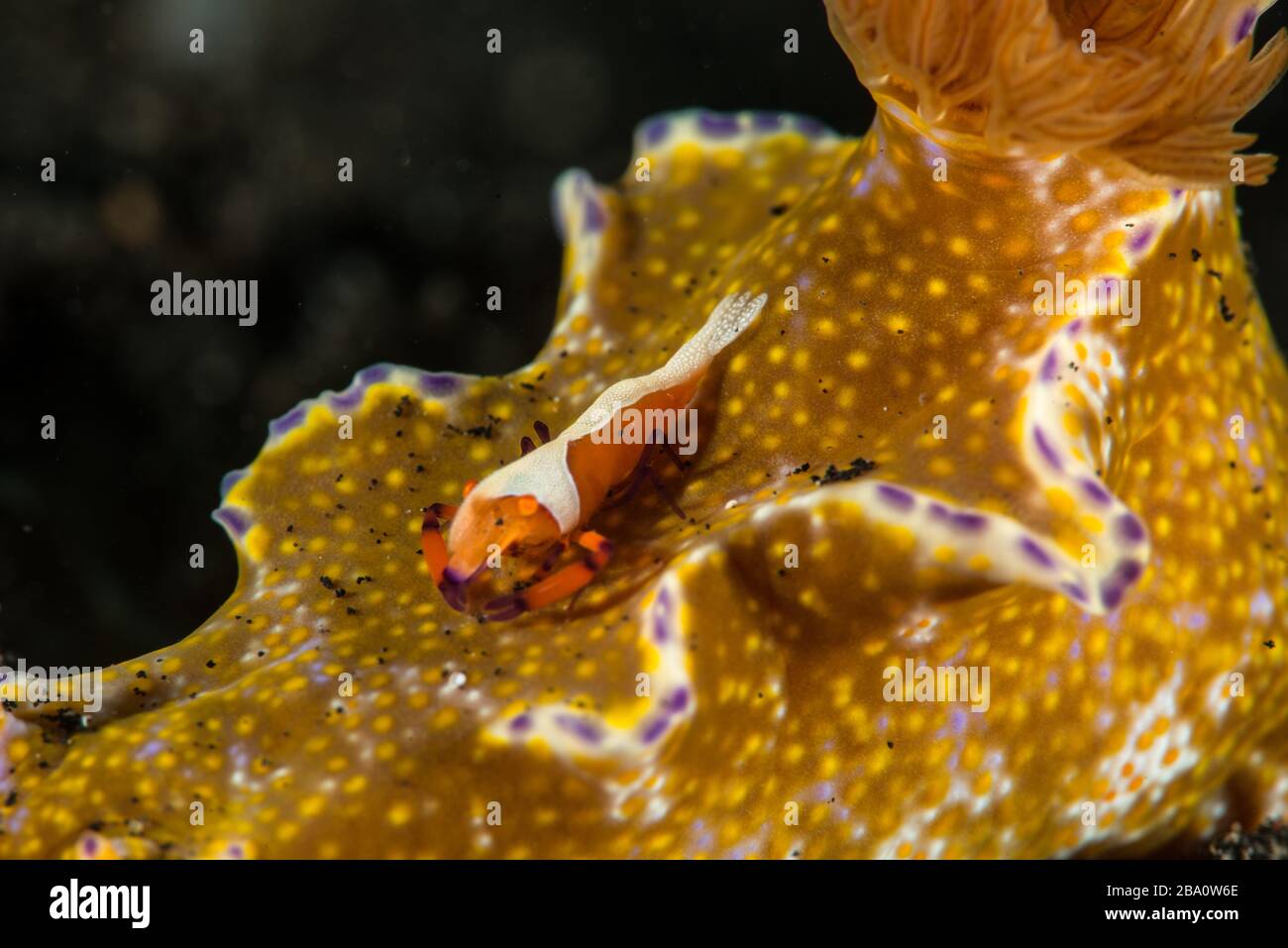 Critters of Lembeh - Photographie macro sous-marine Banque D'Images