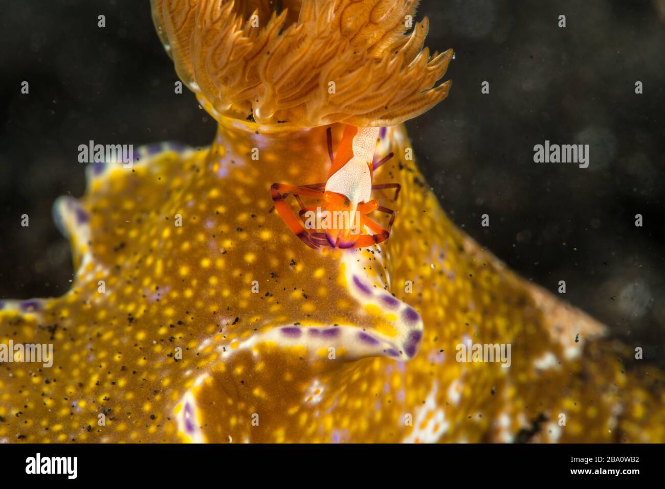 Critters of Lembeh - Photographie macro sous-marine Banque D'Images