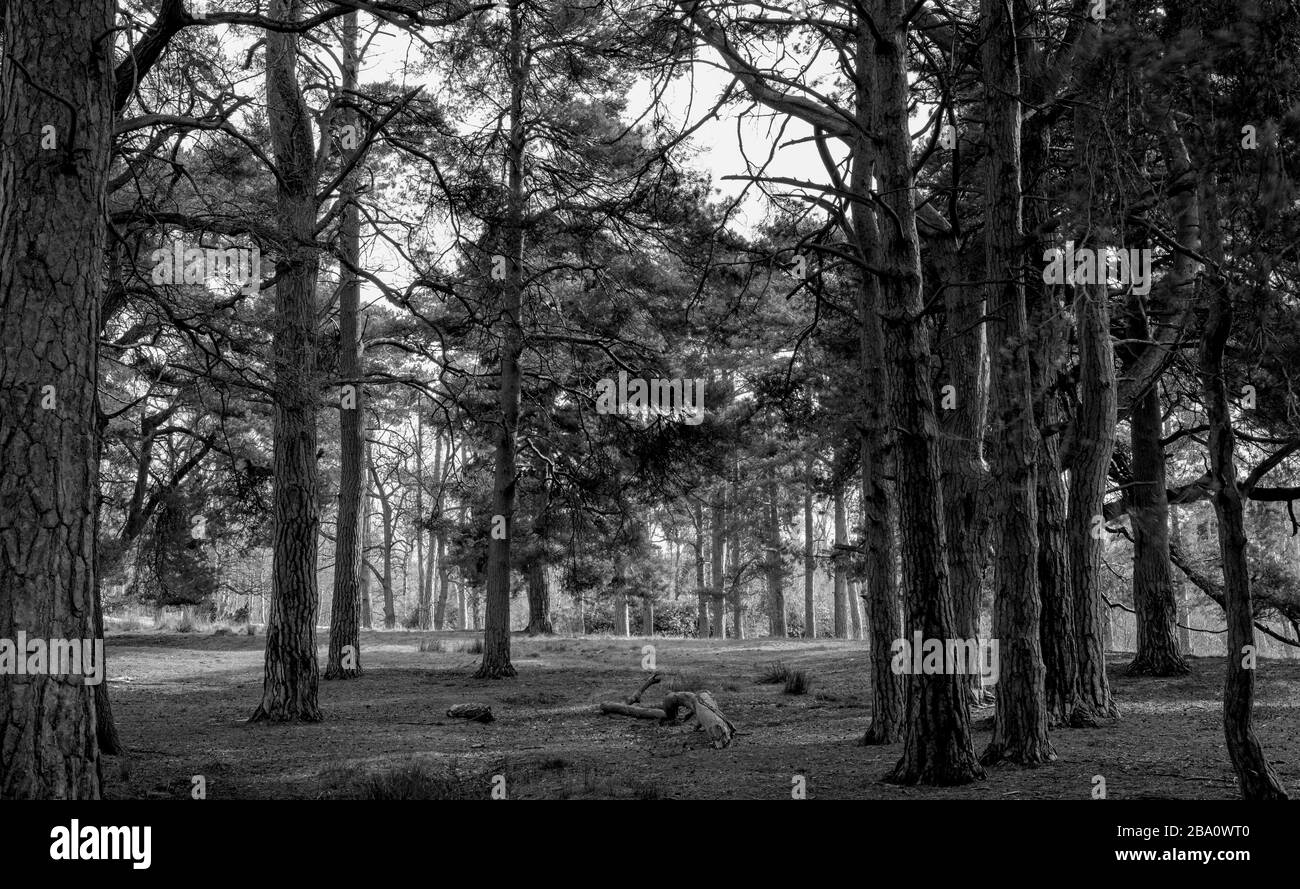 Les troncs de pins dans un bois. Le soleil jette de la lumière sur le sol et une branche morte se trouve sur le sol de la forêt. Banque D'Images