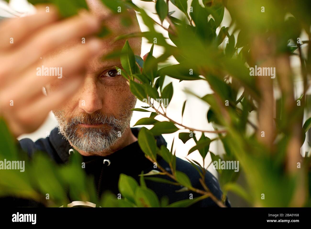 Artiste musical, producteur et militant pour les droits des animaux, Moby dans son restaurant Little Pine à Los Angeles, Californie. Banque D'Images