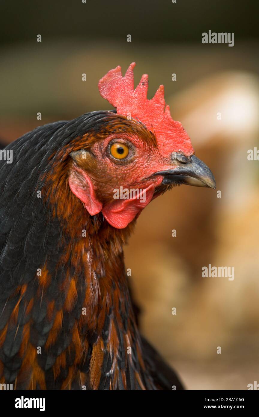 Poules à aire de répartition libre dans une ferme, Cumbria, Royaume-Uni. Banque D'Images