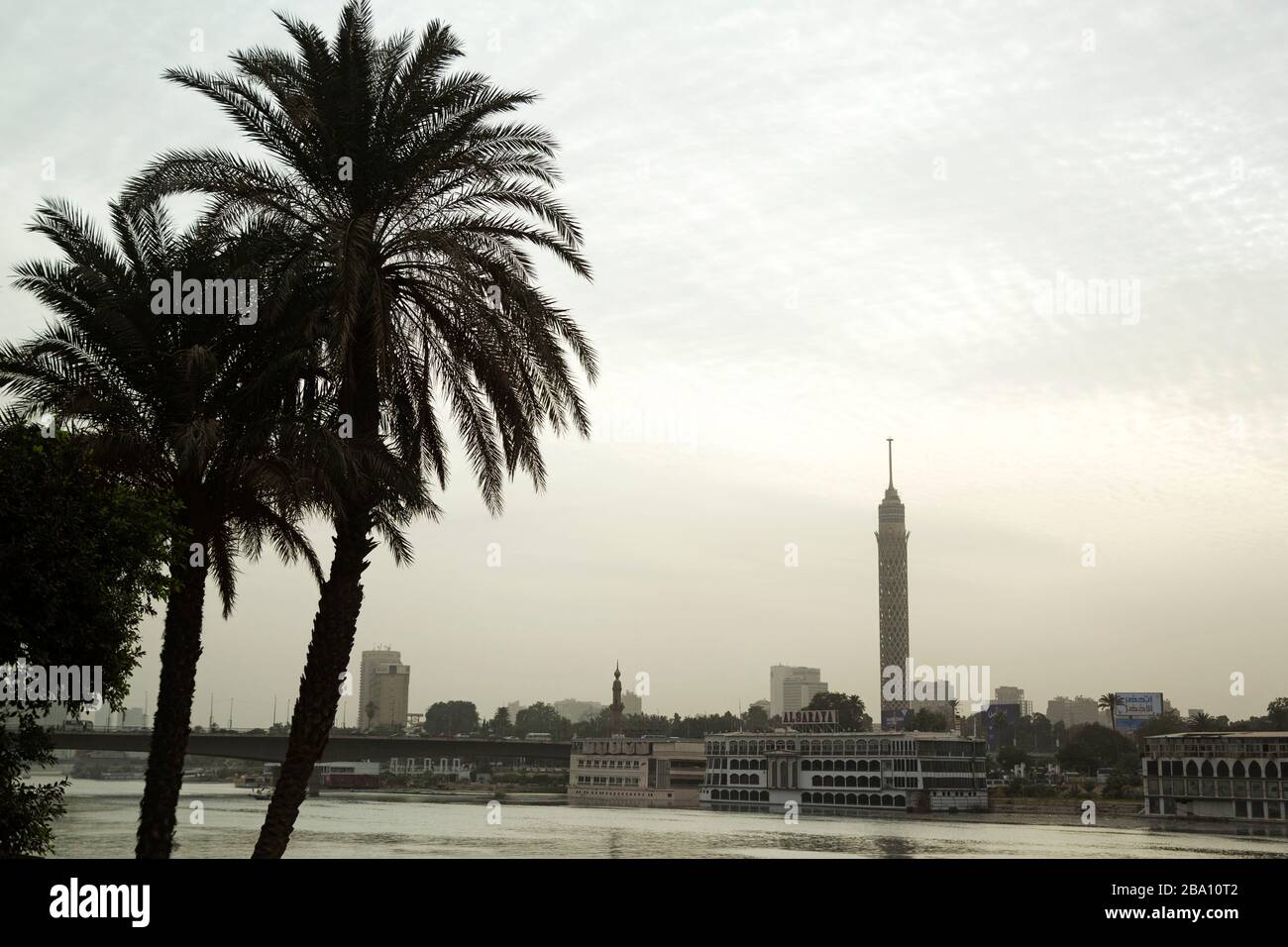 Palmiers près du Nil au Caire, Egypte. La Tour du Caire, connue sous le nom de Pineapple de Nasser, domine le paysage urbain. Banque D'Images