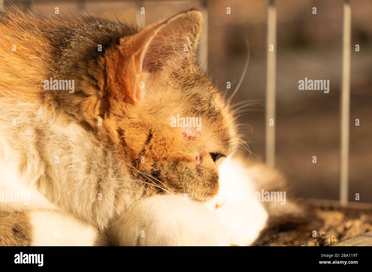 Chaton Triste Banque D Image Et Photos Alamy