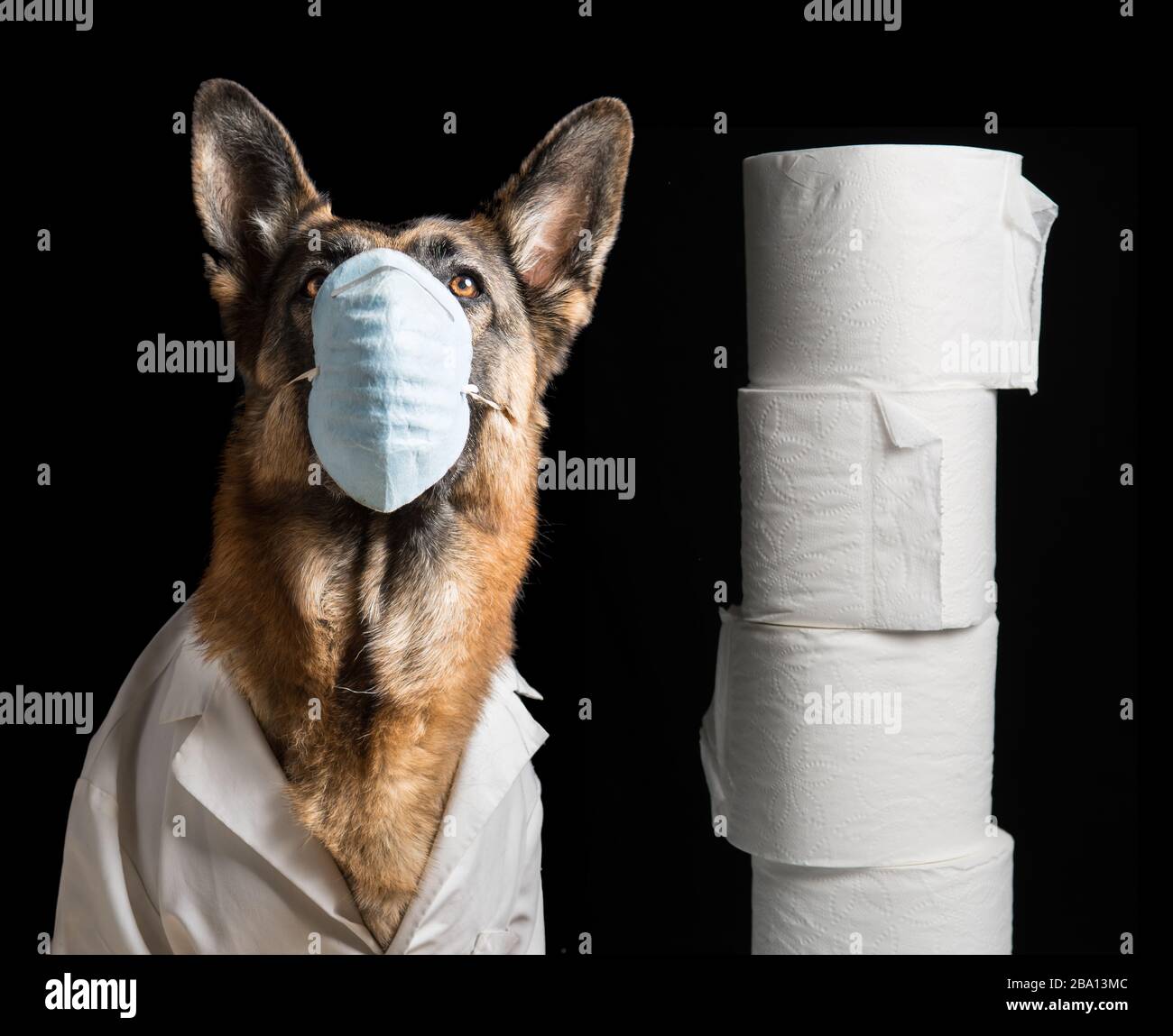 Masque médical du virus Corona sur le chien avec revêtement pour les genoux et papier toilette. Le Berger allemand concept sur les animaux contre le coronavirus covid19 Banque D'Images