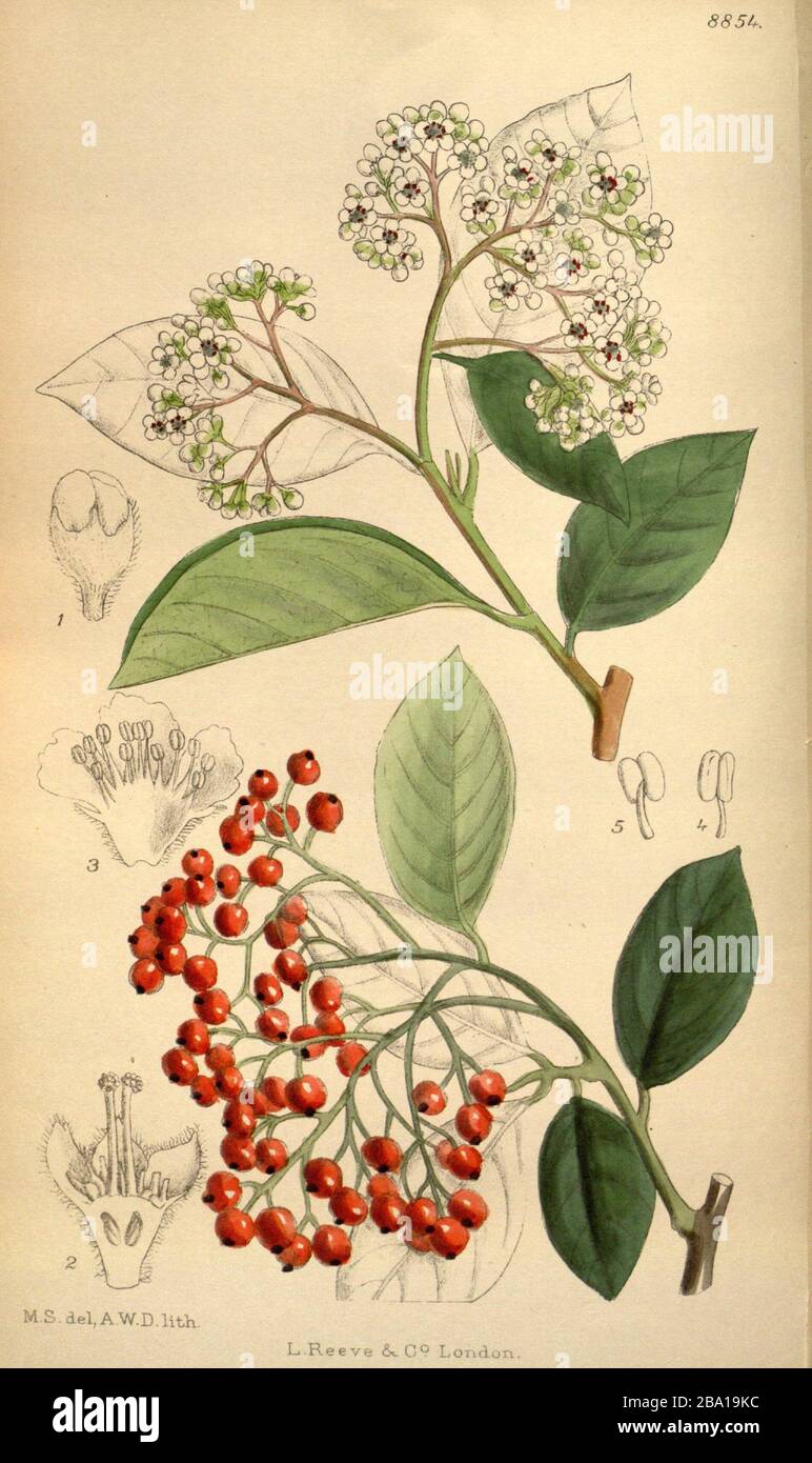 'Français : Onglet. 8854 Vol. 146 Magazine Botanique De Curtis. Cotoneaster serotina illustré par Matilda Smith.; 1920; https://www.flickr.com/photos/biodivlibrary/35218361614/; Matilda Smith (1854–1926) autres noms M.Sm.; M.S.; M. Smith; M. S. Description illustrateur et artiste britannique Date de naissance/décès 30 juillet 1854 1926 lieu de naissance/décès Mumbai Cortland période de travail 1878-1923 contrôle de l'autorité : Q3299110 VIAF: 482768 ISNI: 0000 0000 8226 697X LCCN: N87108479 Botaniste: M.Sm. SUDOC: 158998170 WorldCat créateur QS:P170,Q3299110 artiste A.WD. lithographe; ' Banque D'Images