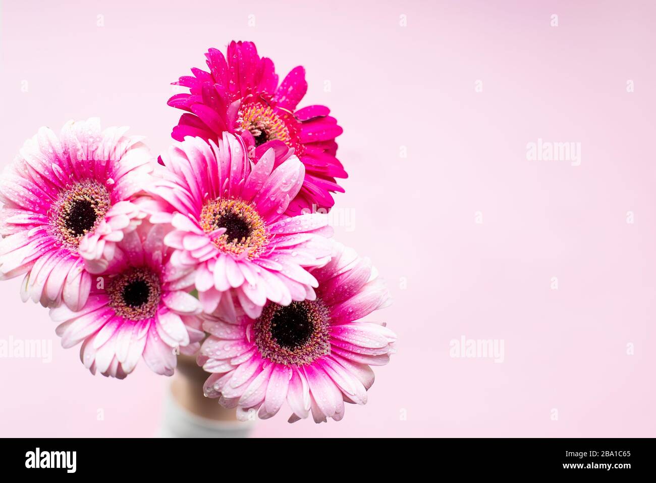 Gerbera rose fleurs sur fond pastel. Joyeux motif fête des mères. Fleurs naturelles fraîches. Marguerites roses. Copier espace.Bouquet de beau Banque D'Images