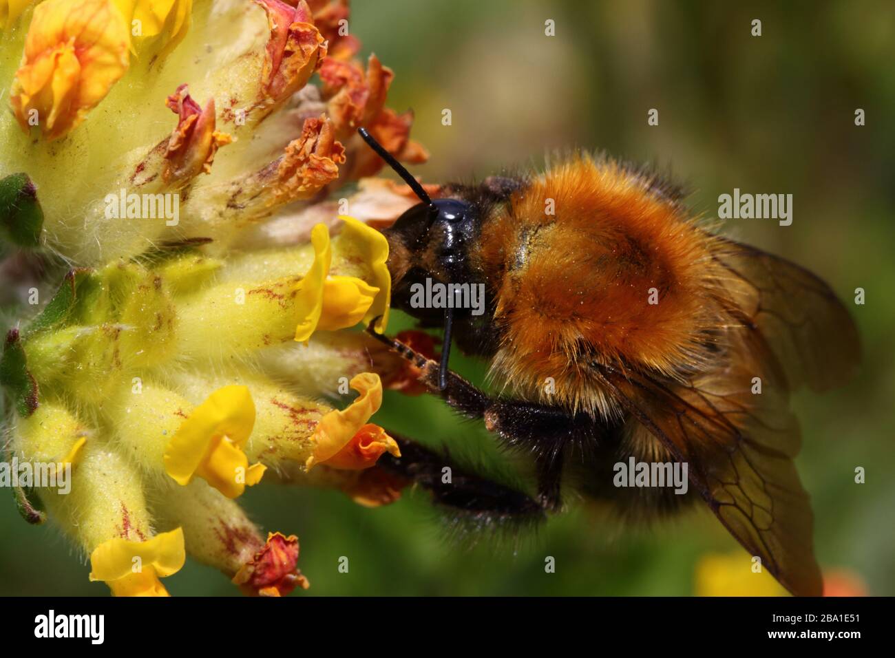 Abeille de carder commune sur Kidney Vetch Banque D'Images