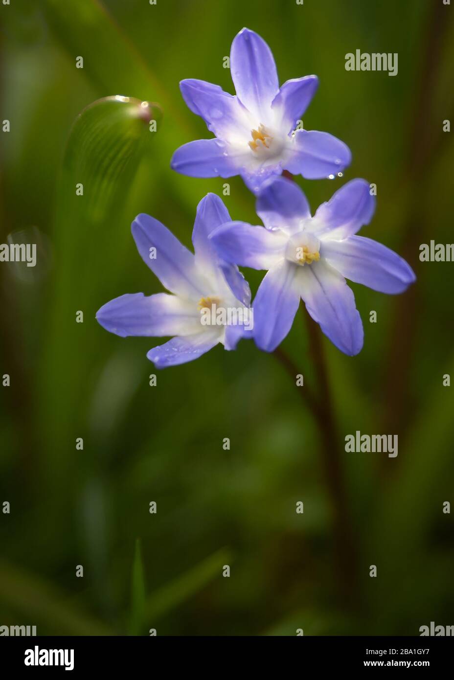 Cette petite fleur de printemps symbolise le début de la danse du début du printemps avec impatience entre les jonquilles de yeullow audacieuses. Banque D'Images