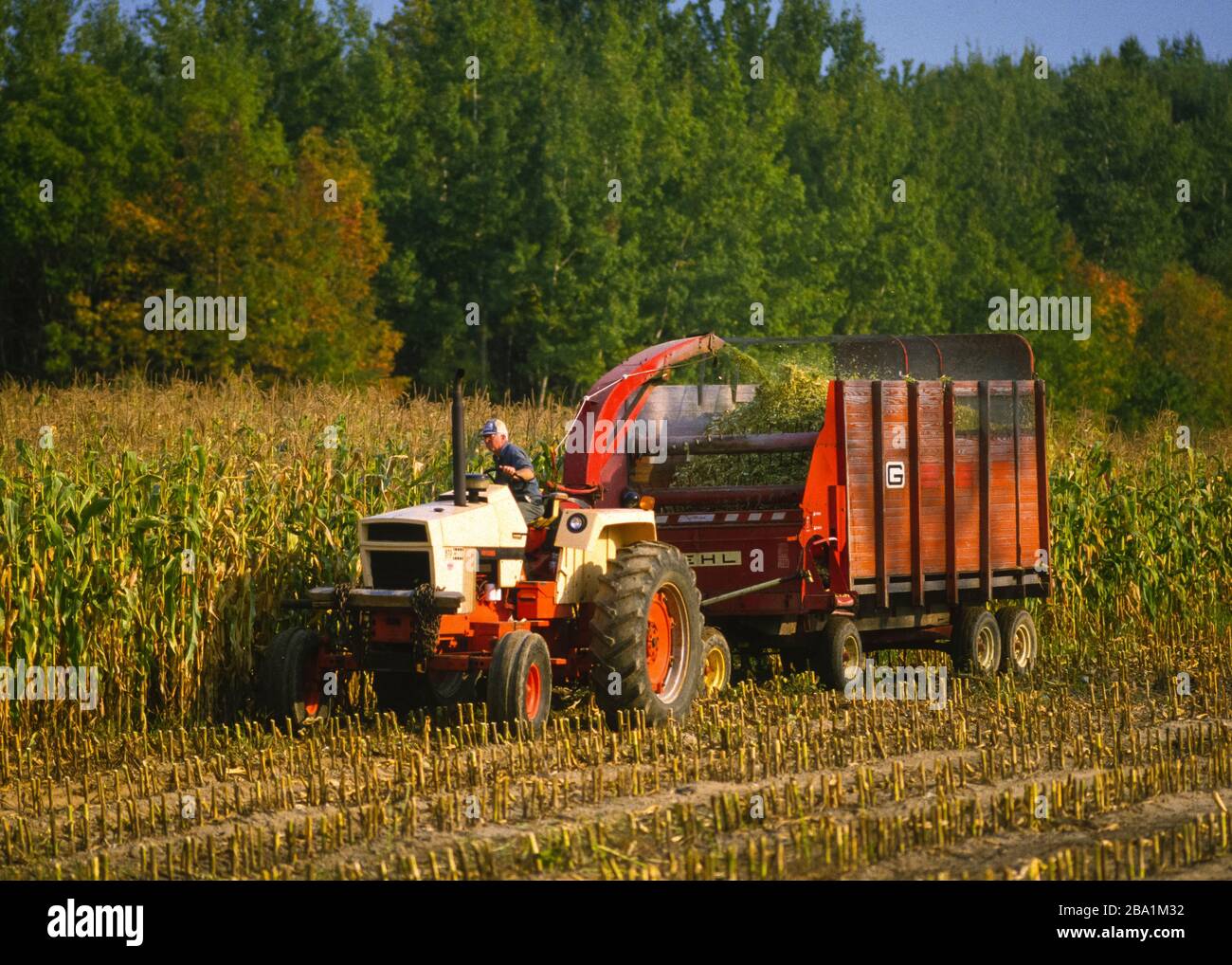 OSWEGO COUNTY, NEW YORK, États-Unis, SEPTEMBRE 1985 - Farmer on Tractor hacher le maïs d'alimentation dans le champ. Banque D'Images