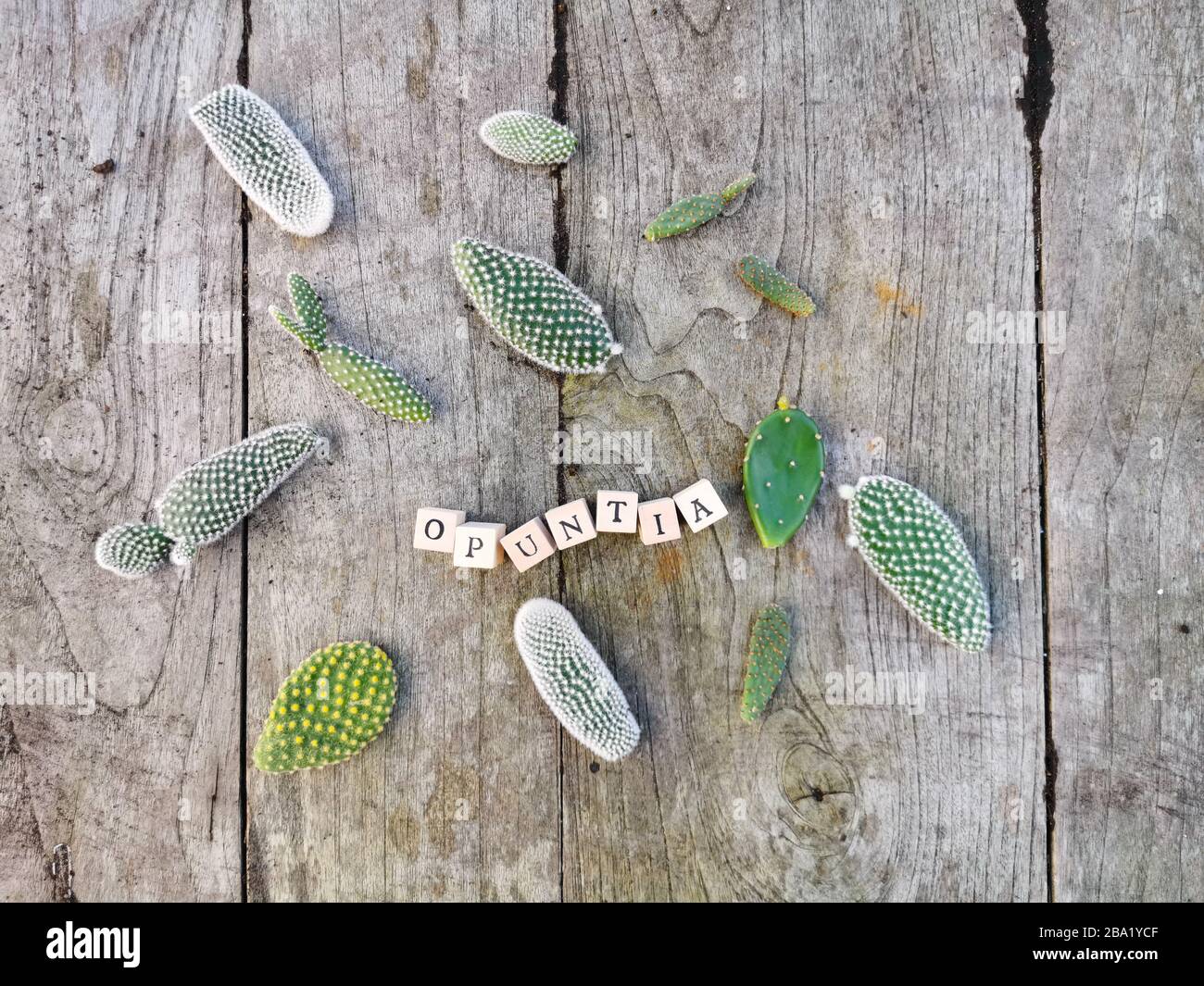 Petites pads du cactus opuntia microdasys, communément connu sous le nom de lapin oreilles cactus, sur une table en bois Banque D'Images