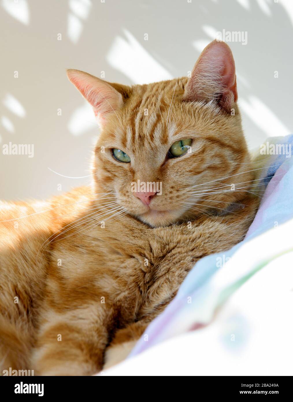 Chat de gingembre féminin allongé sur une couverture dans un patch de soleil à travers une fenêtre, le chat regarde le photographe avec méfiance. Banque D'Images