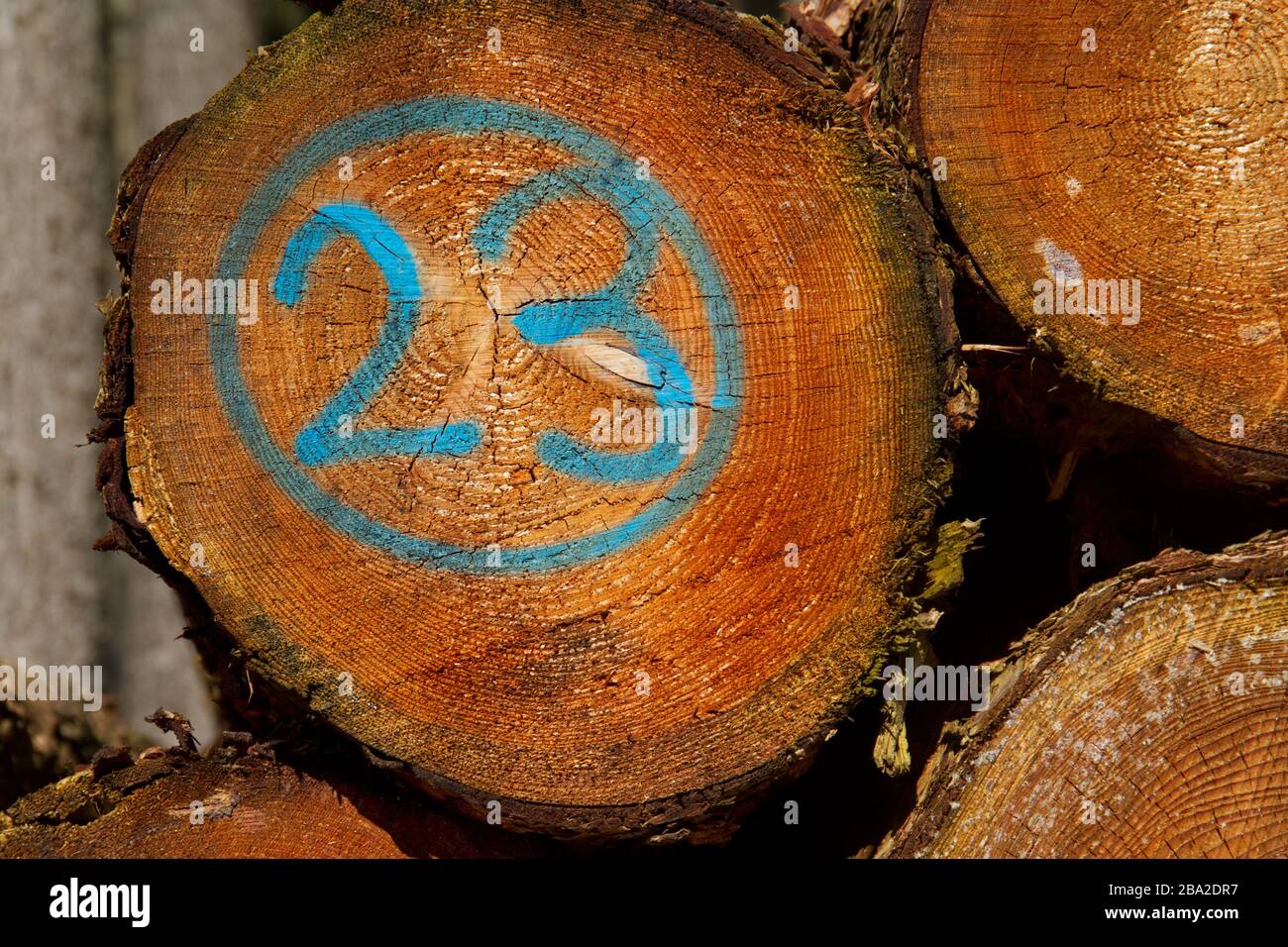 Tas de tiges d'arbre, l'une d'elles marquée en bleu avec le numéro 23 Banque D'Images