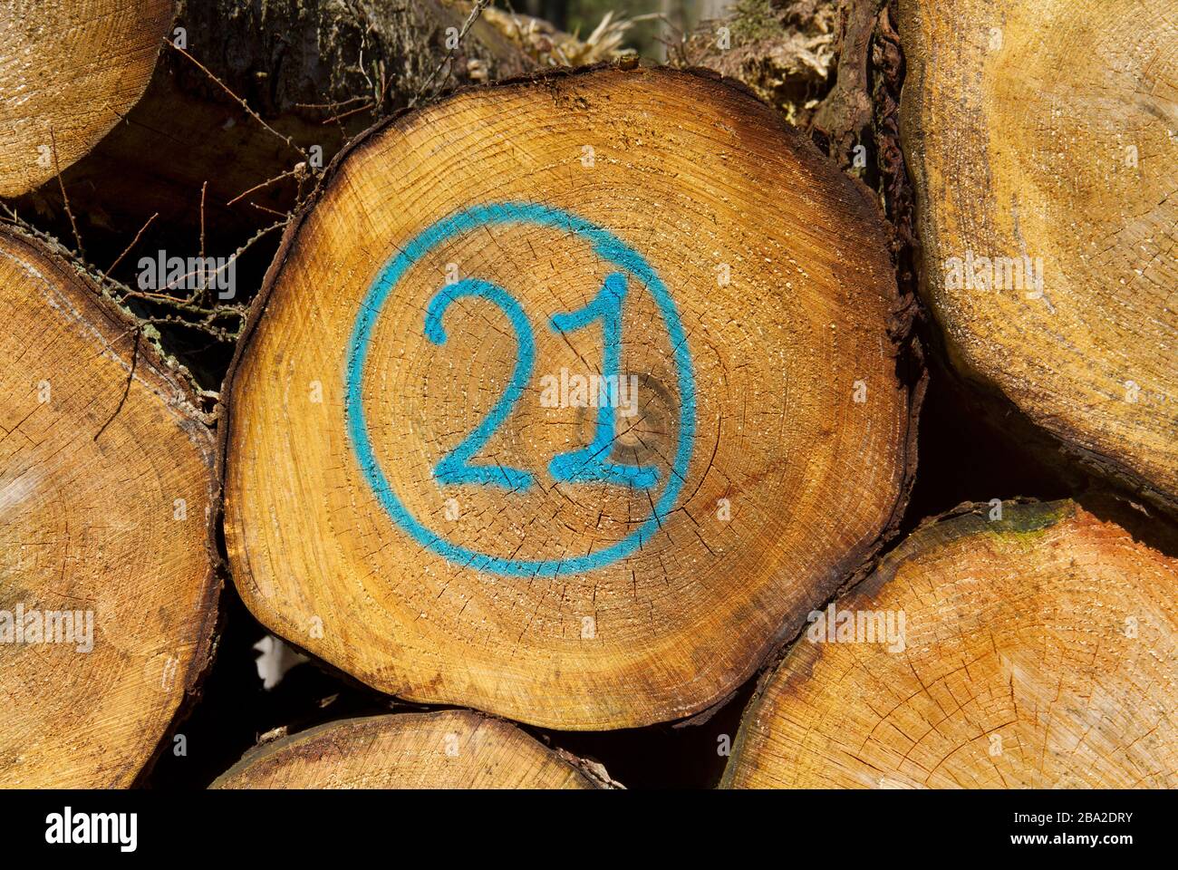 Tas de tiges d'arbre, l'une d'elles marquée en bleu avec le numéro 21 Banque D'Images