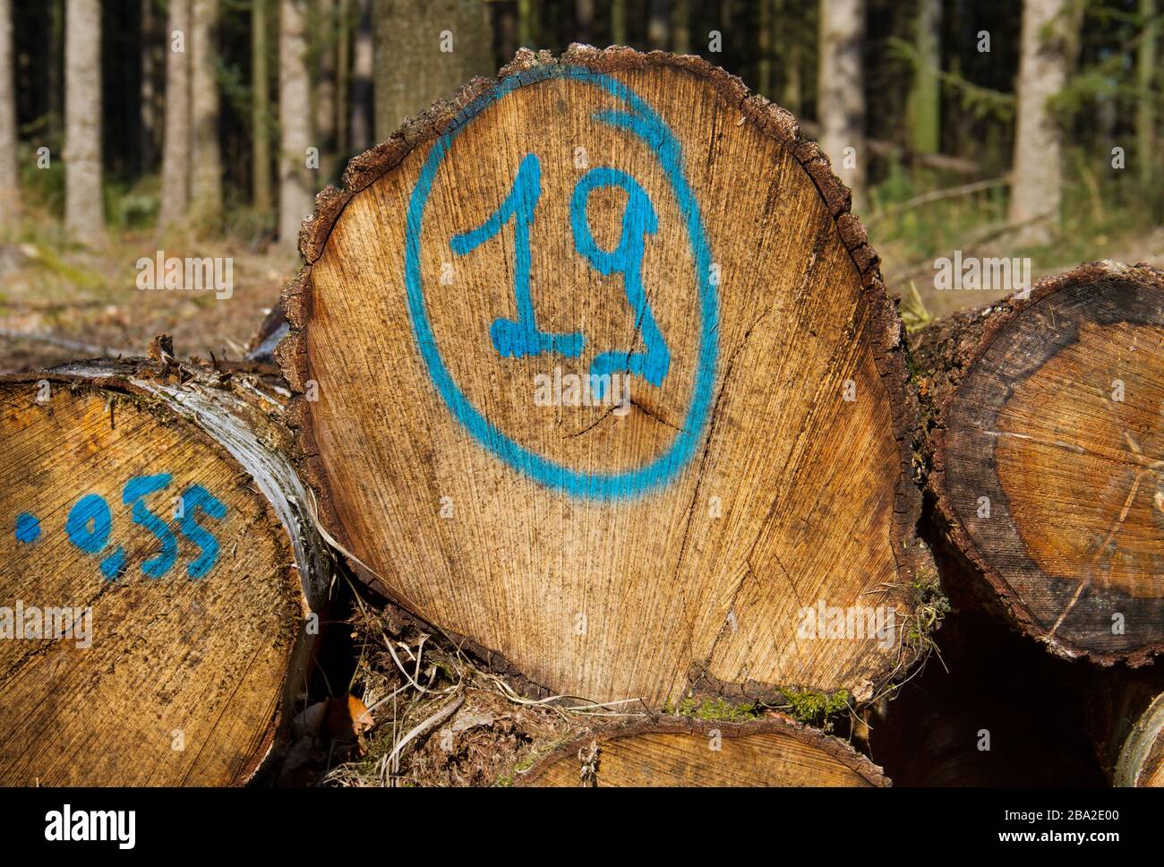 Tas de tiges d'arbre, l'une d'elles marquée en bleu avec le numéro 19 Banque D'Images