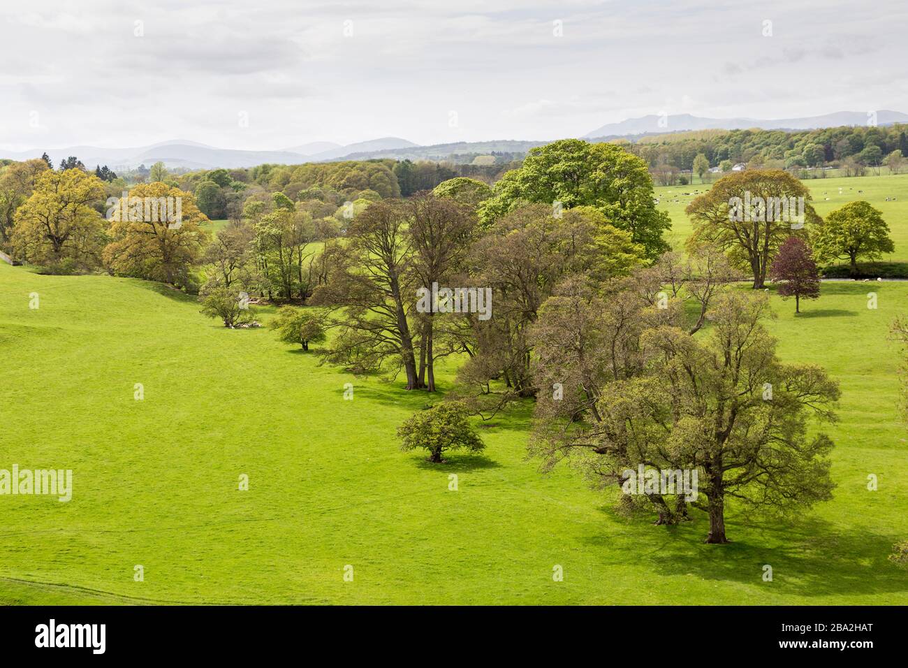 Arbres et champs en campagne libre, Brougham, Cumbria, Angleterre, Royaume-Uni Banque D'Images